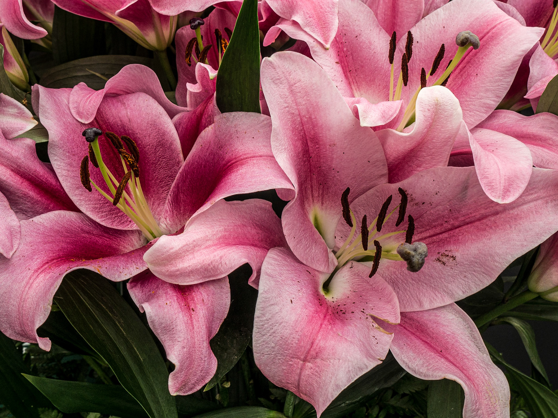 Bloom in the Park garden festival, Dublin, 3 Jun 2016