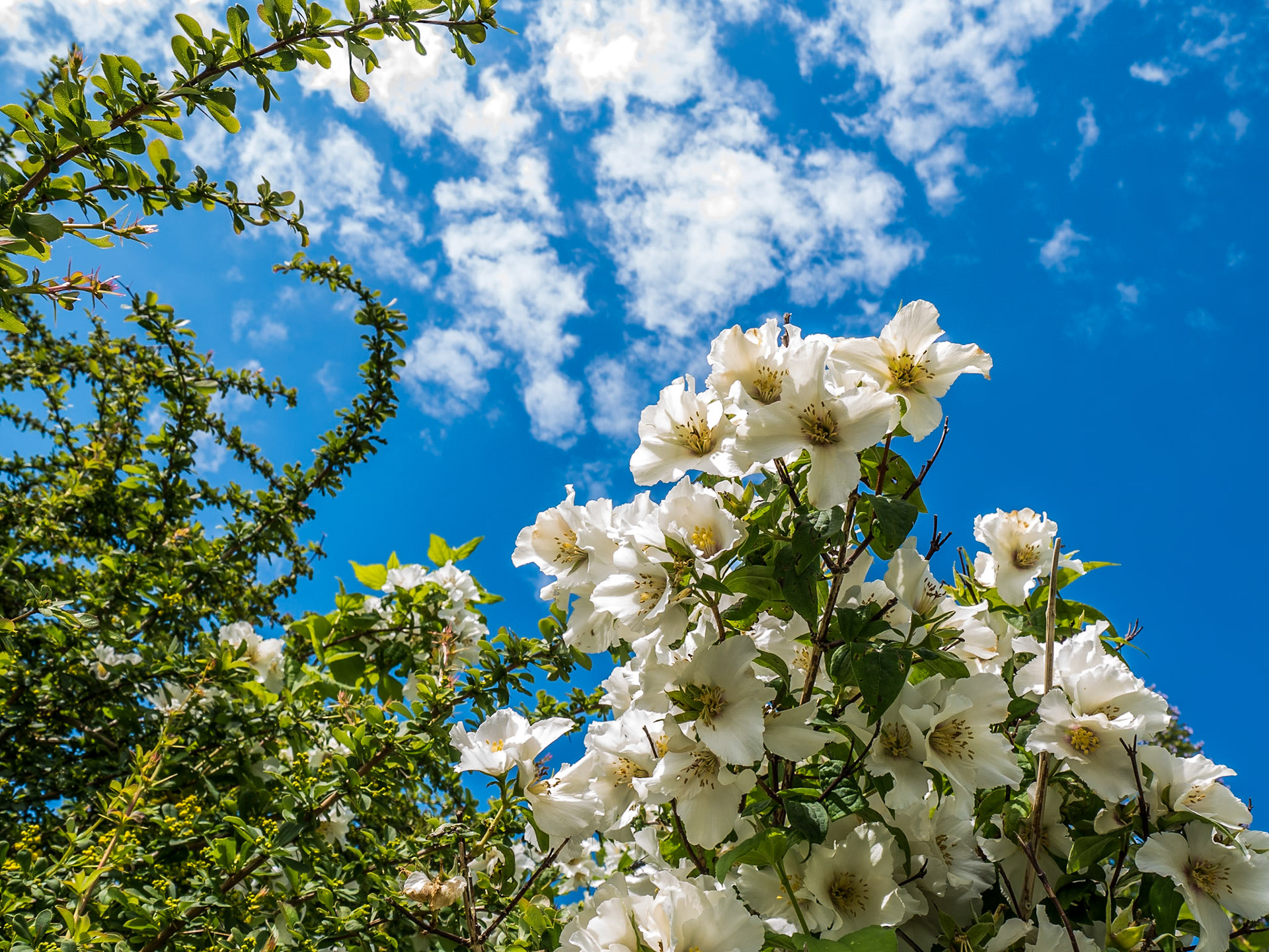 At Kilruddery House, Co Wicklow, 29 Jun 2014