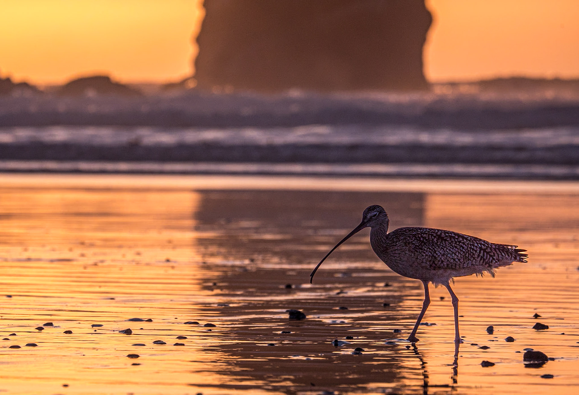 Curlew, Morrow Rock, California, 25 Jan 2024