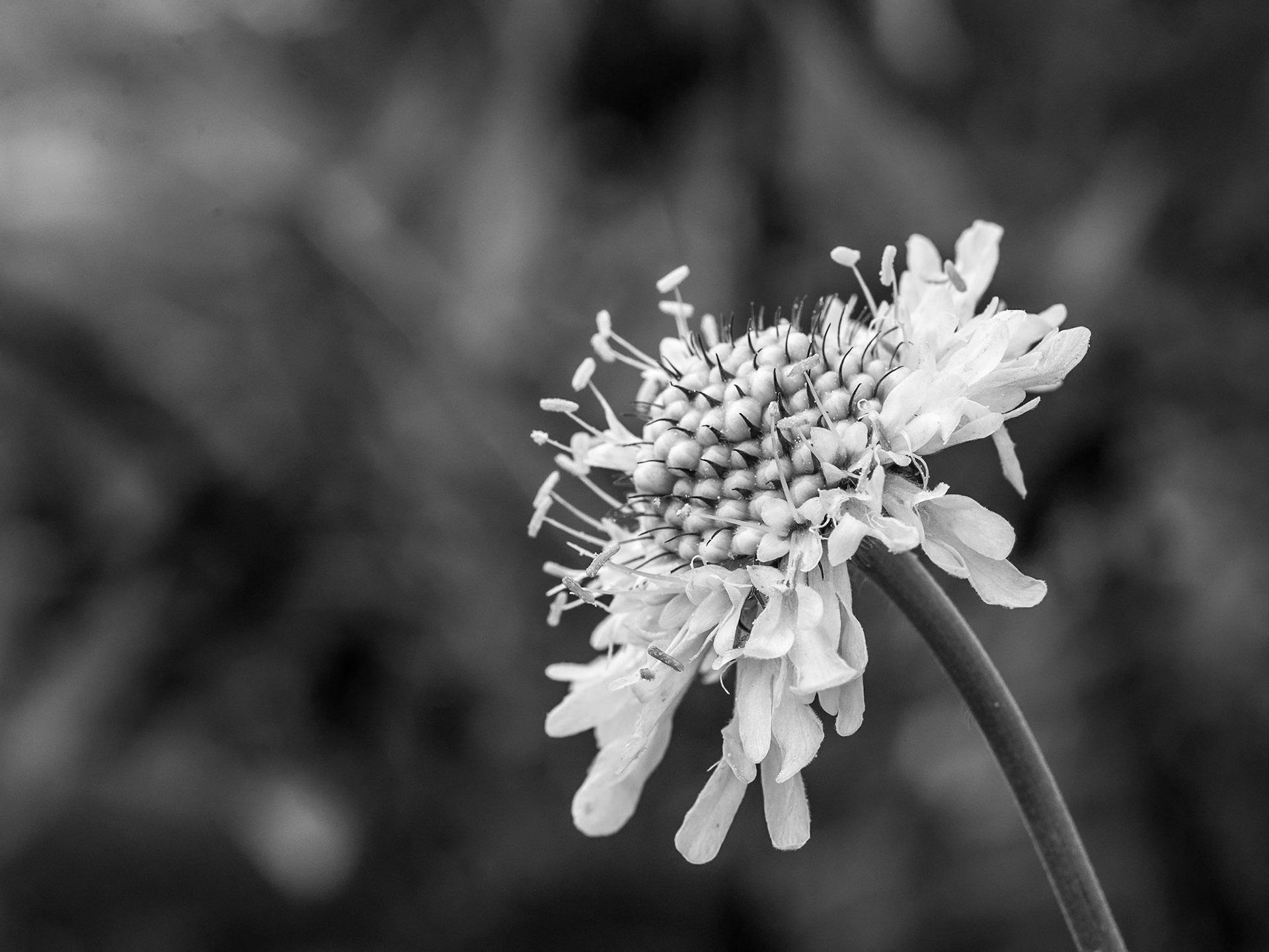 Mount Congreve Gardens, Co Waterford, 3 Jul 2016