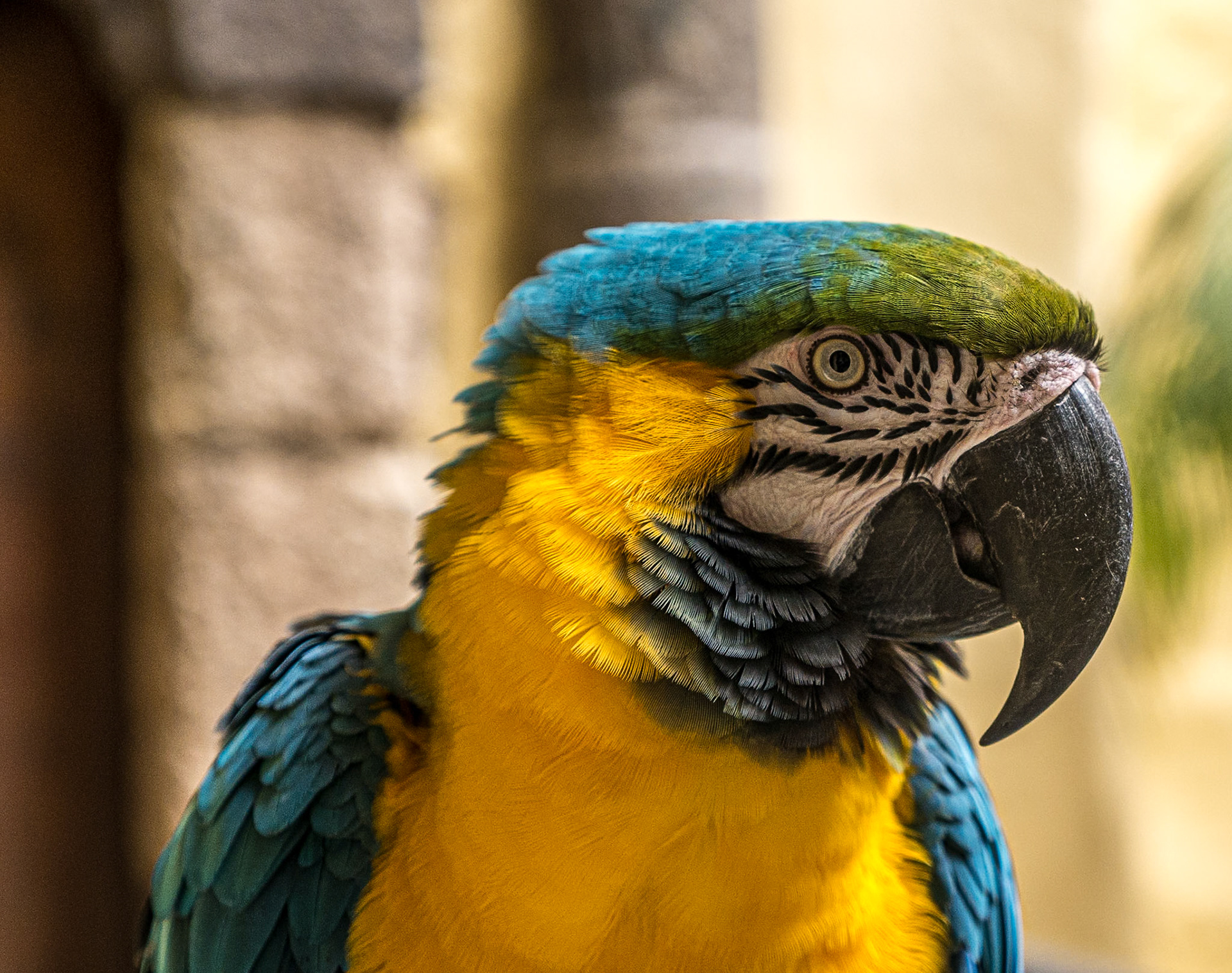 Parrot, Casa de Colón, Las Palmas, 20 Feb 2016