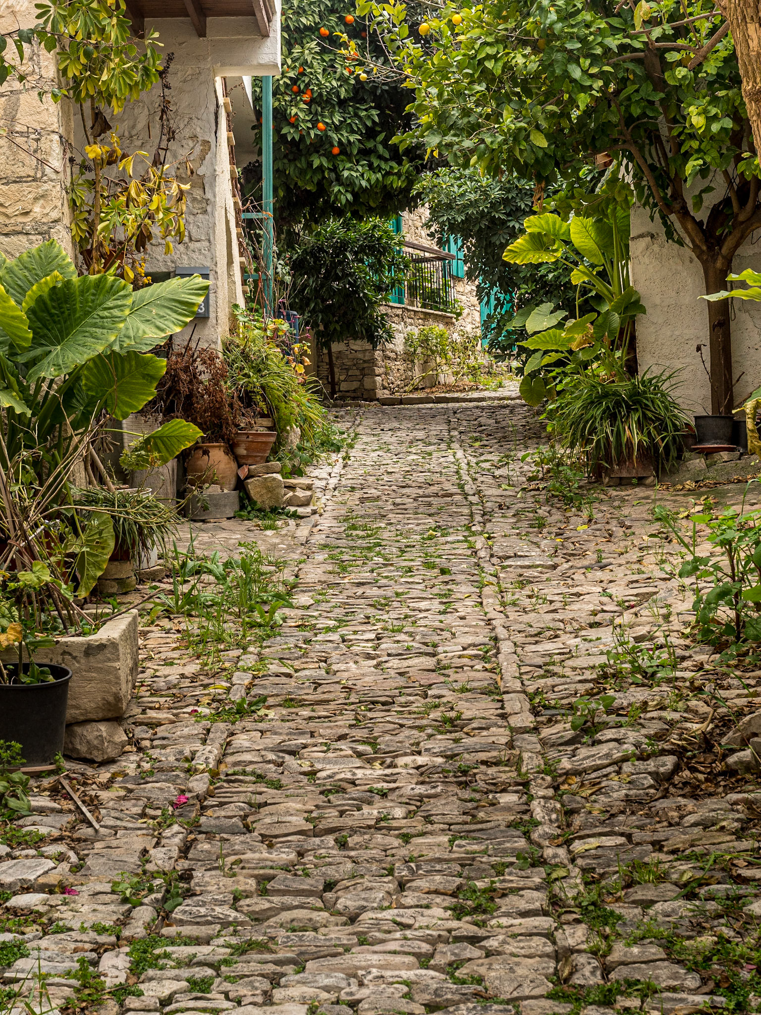 Laneia, Cyprus, 22 Feb 2025