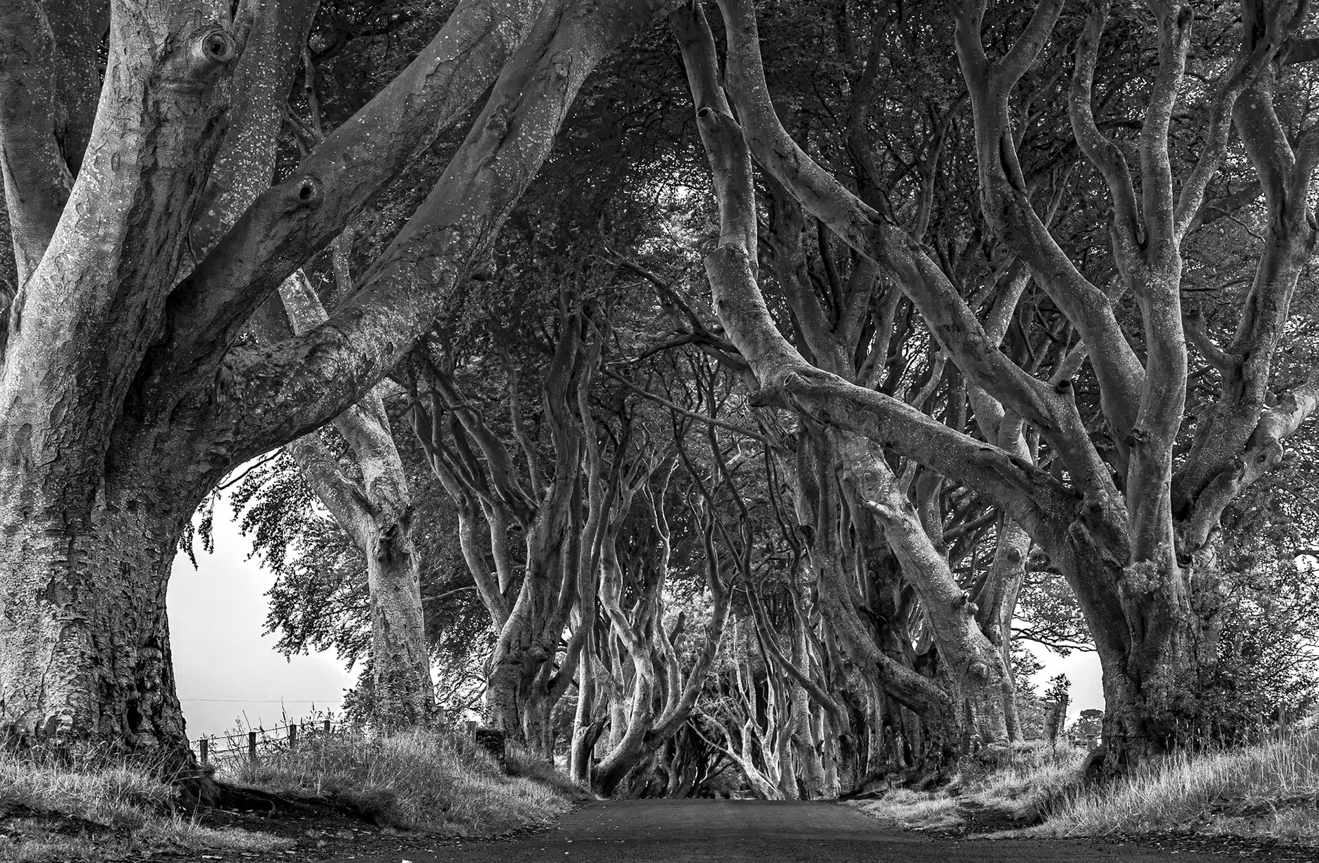 The Dark Hedges, Co Antrim, 12 Aug 2020