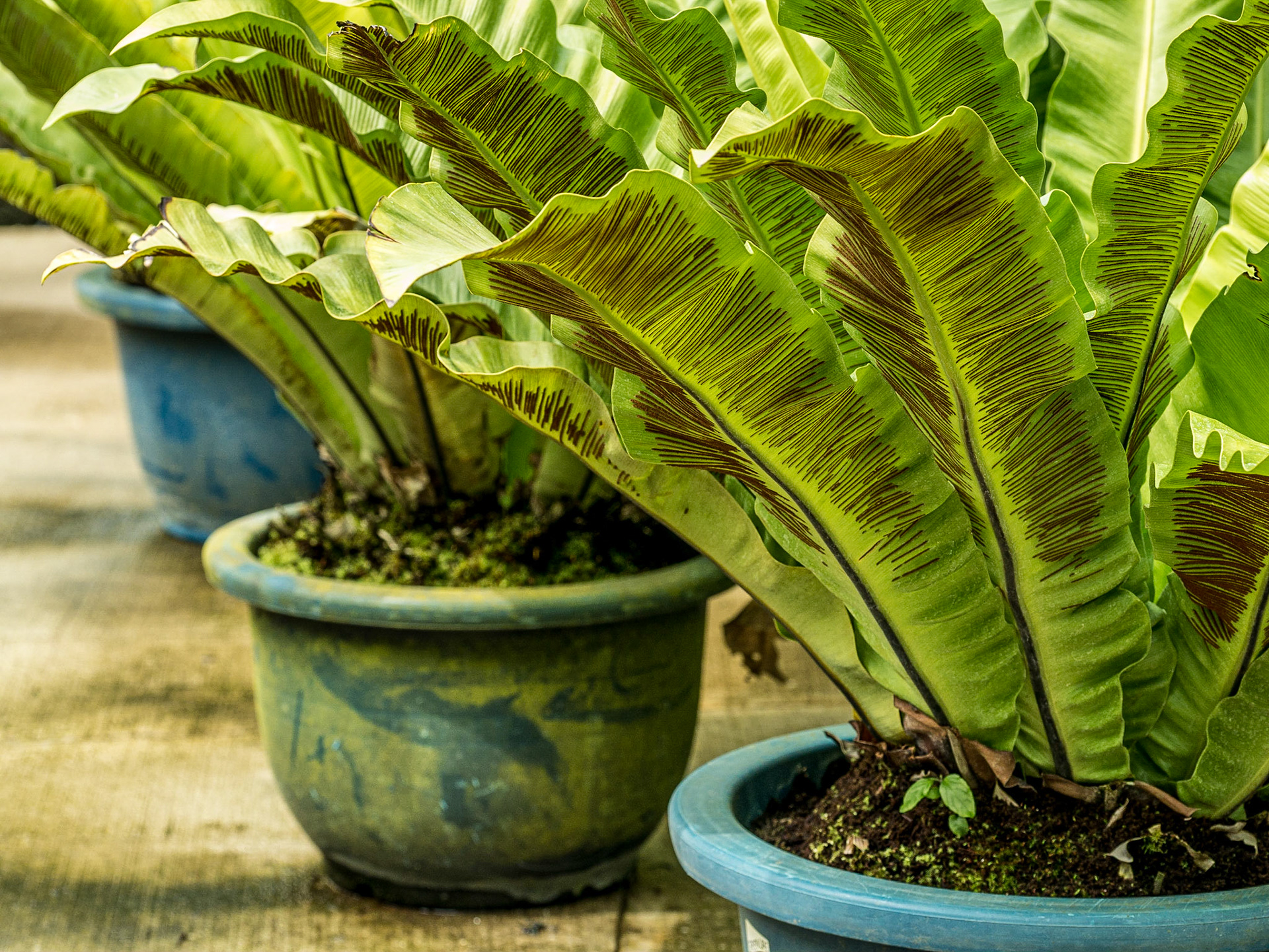 In the greenhouse of Shinjuku Gyoen National Garden, Tokyo, 3 May 2016