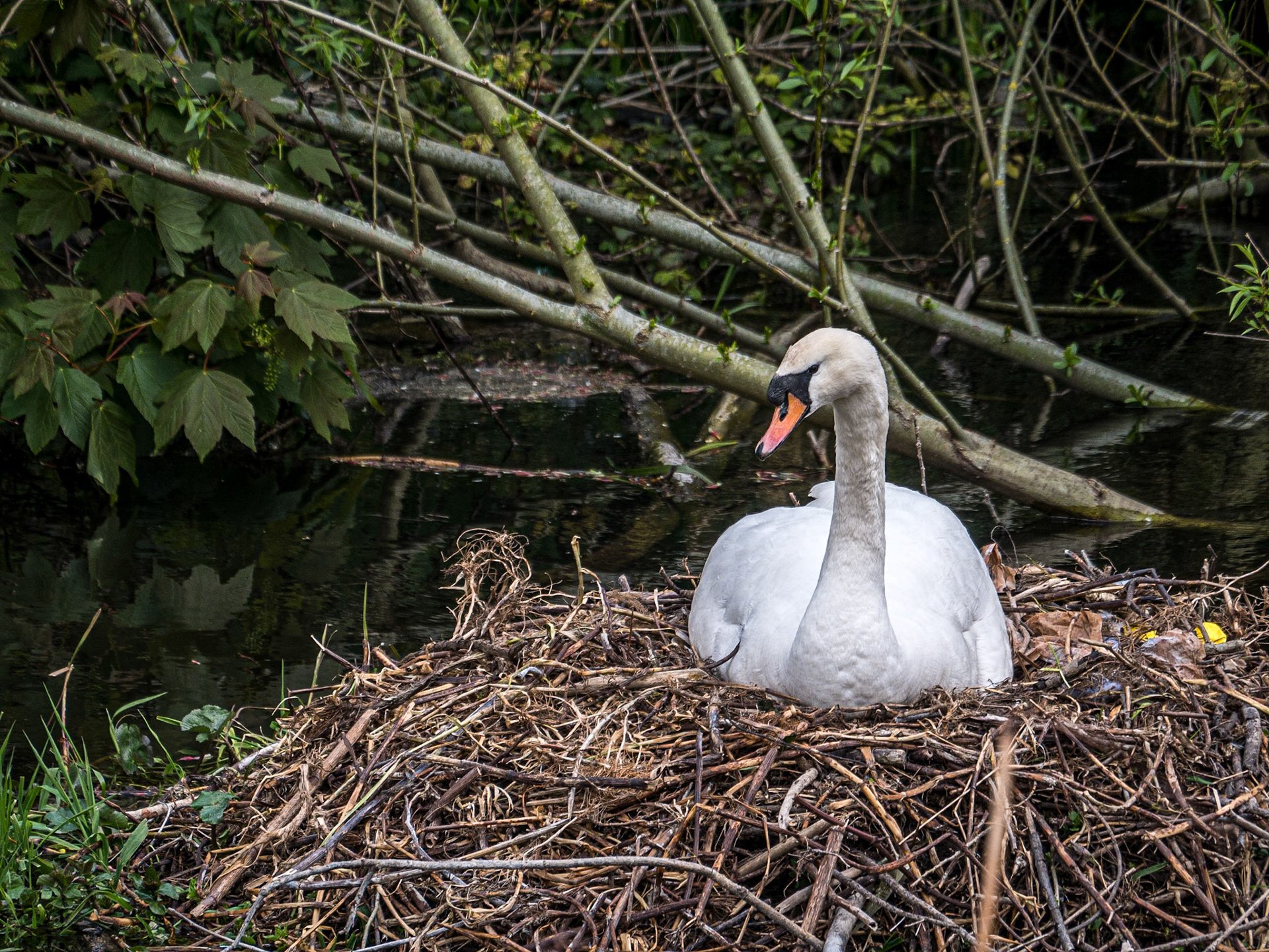 Swan on nest, Liffey near War Memorial Gardens