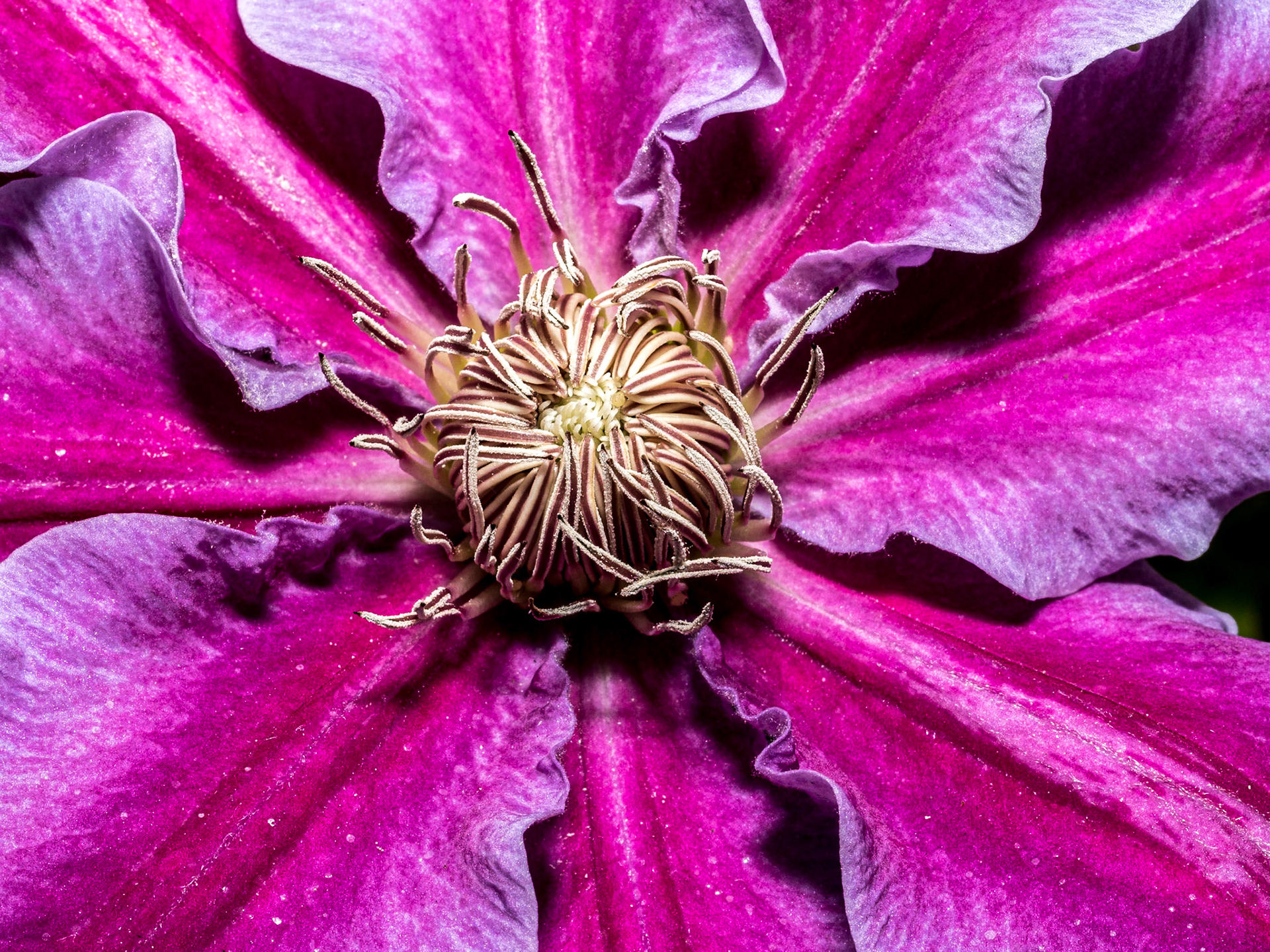 Back garden, 29 May 2020