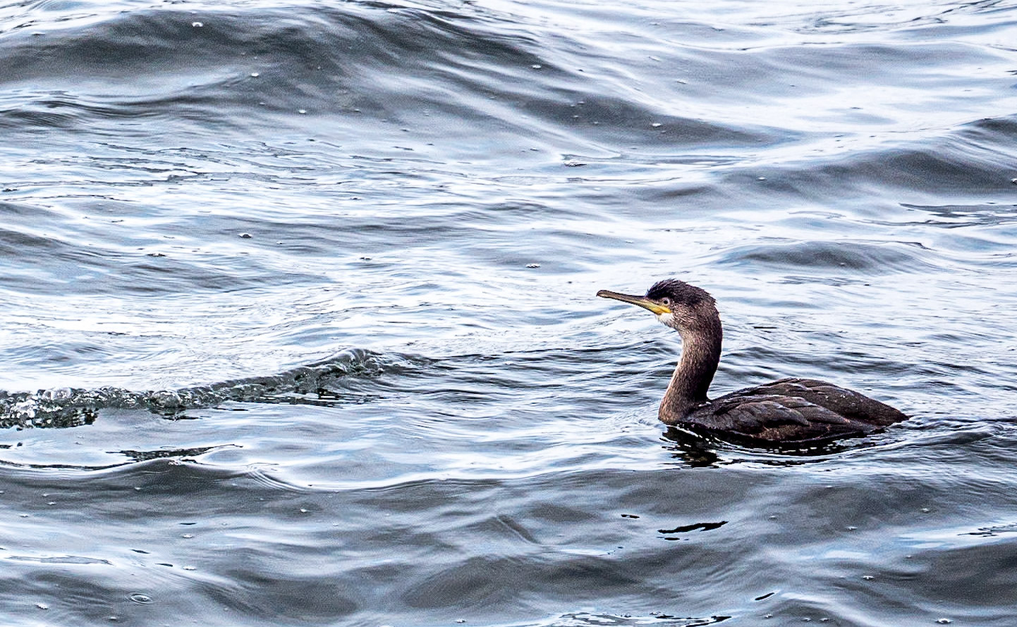 Reenard Point, Co Kerry, 20 Aug 2019