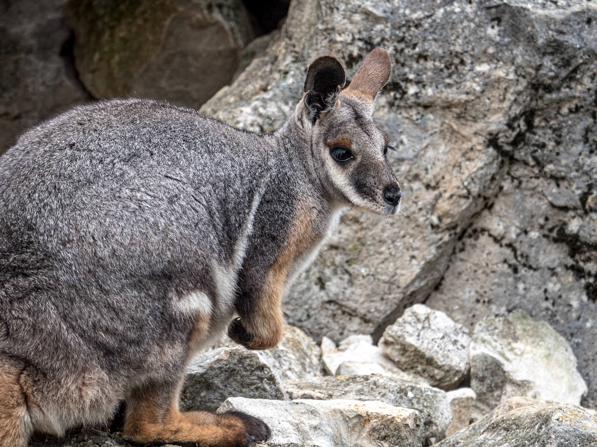 Yellow-footed rock wallaby, the Citadel of Besançon, 28 Sep 2019