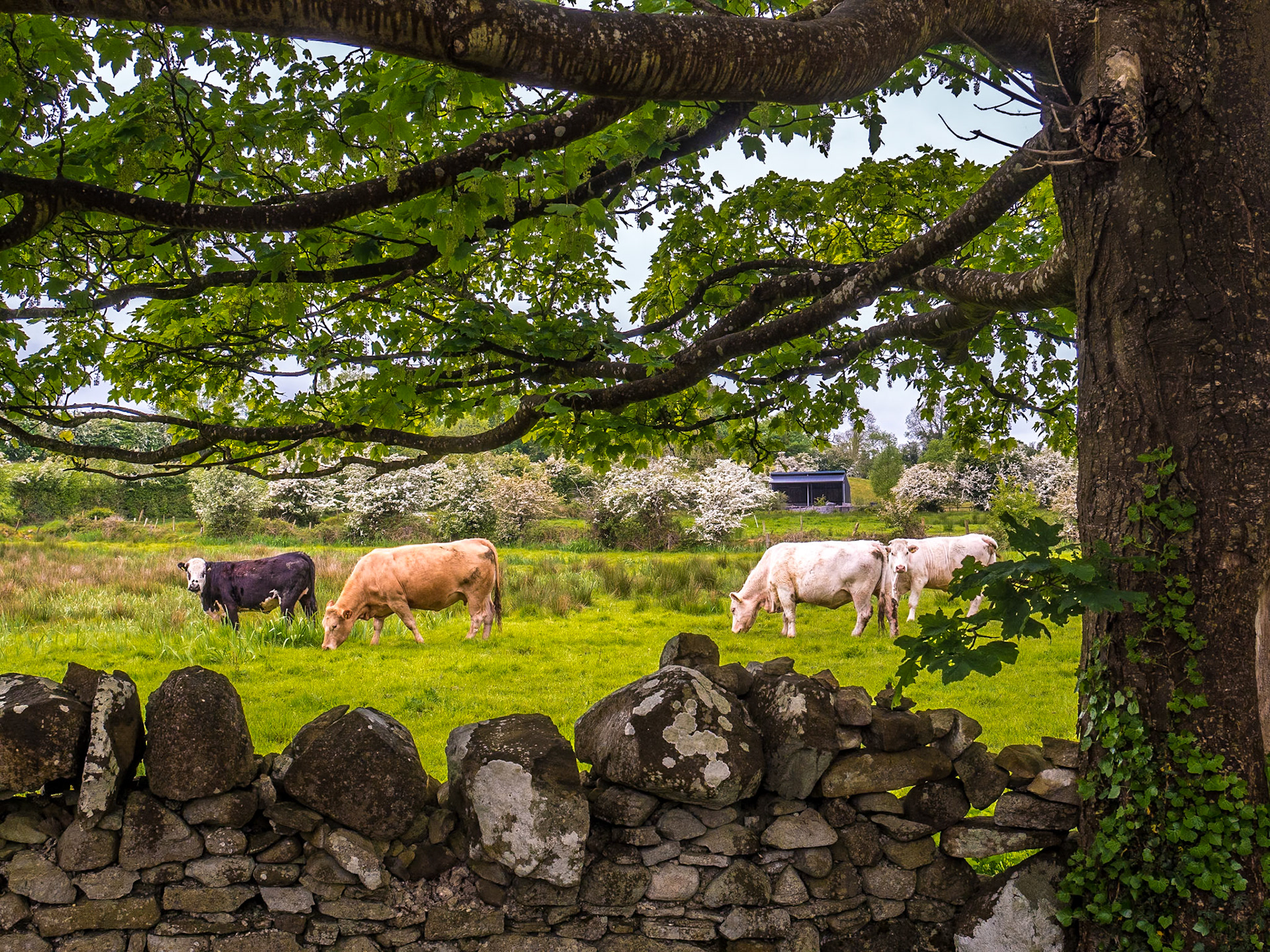 From Killedan (Killeadan) Cemetery, Co Mayo, 19 May 2019
