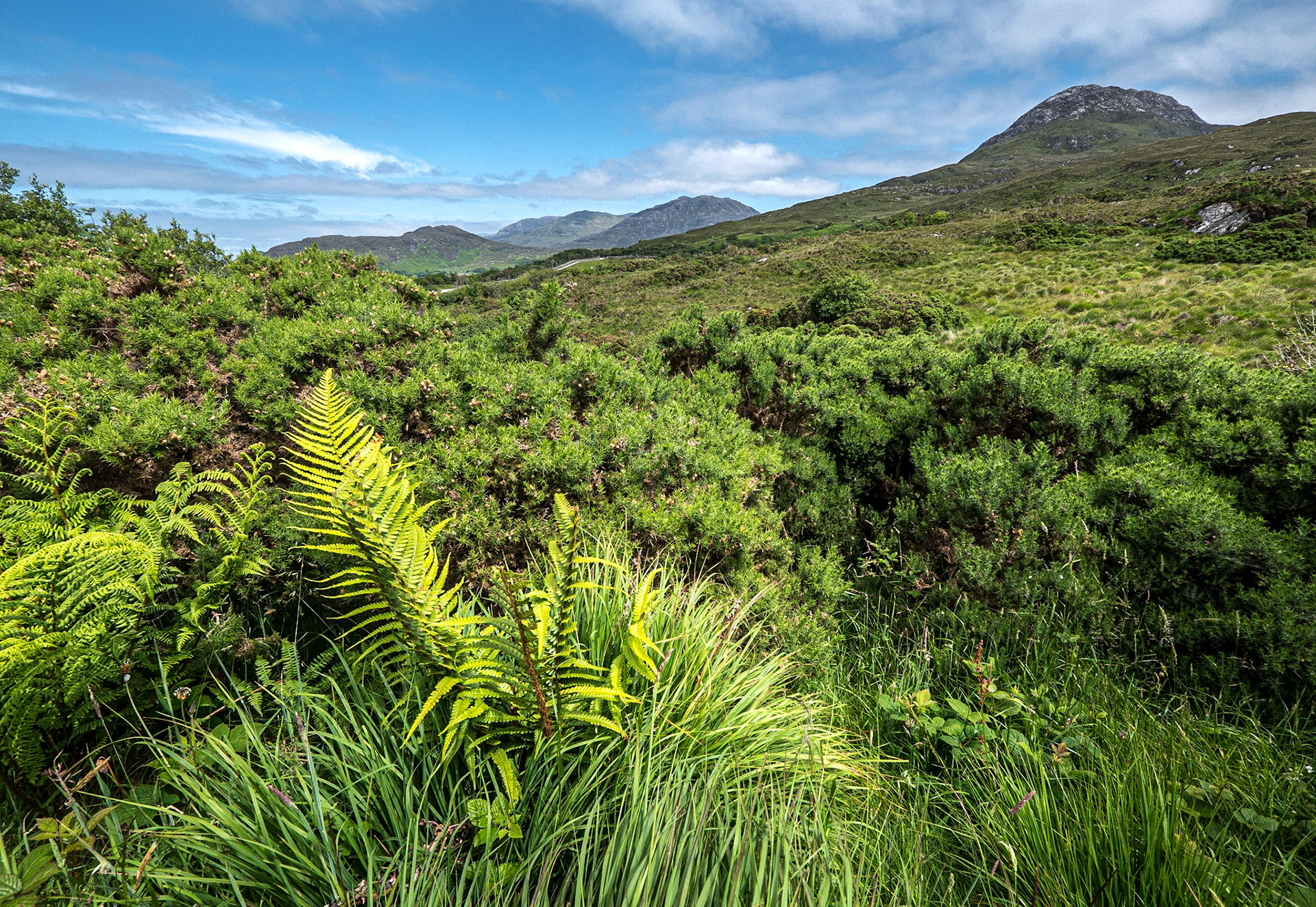 Connemara National Park, 30 Jun 2021