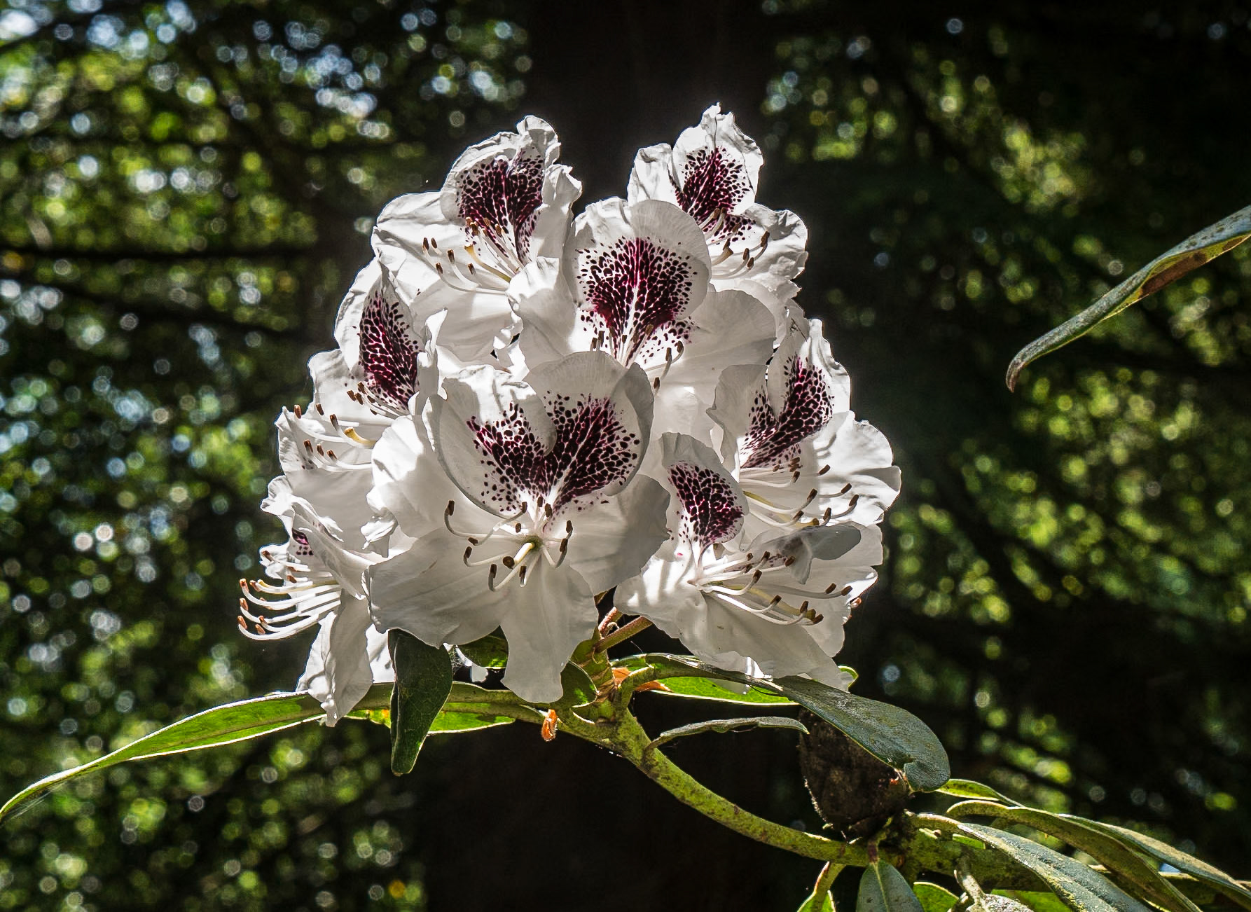 Altamont Gardens, Co Carlow, 18 Jun 2015