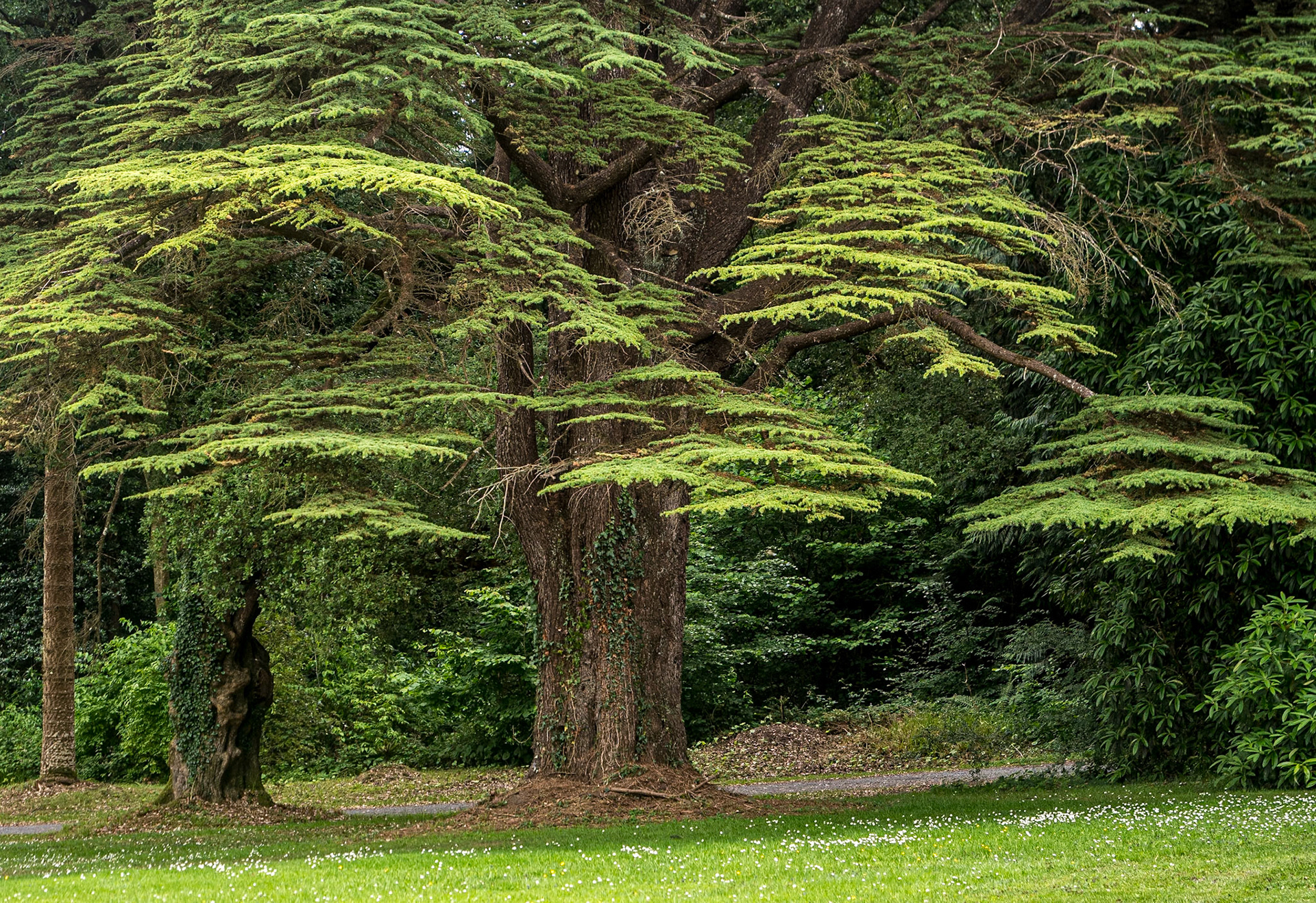 Woodstock Gardens, Co Kilkenny, 3 Jul 2025