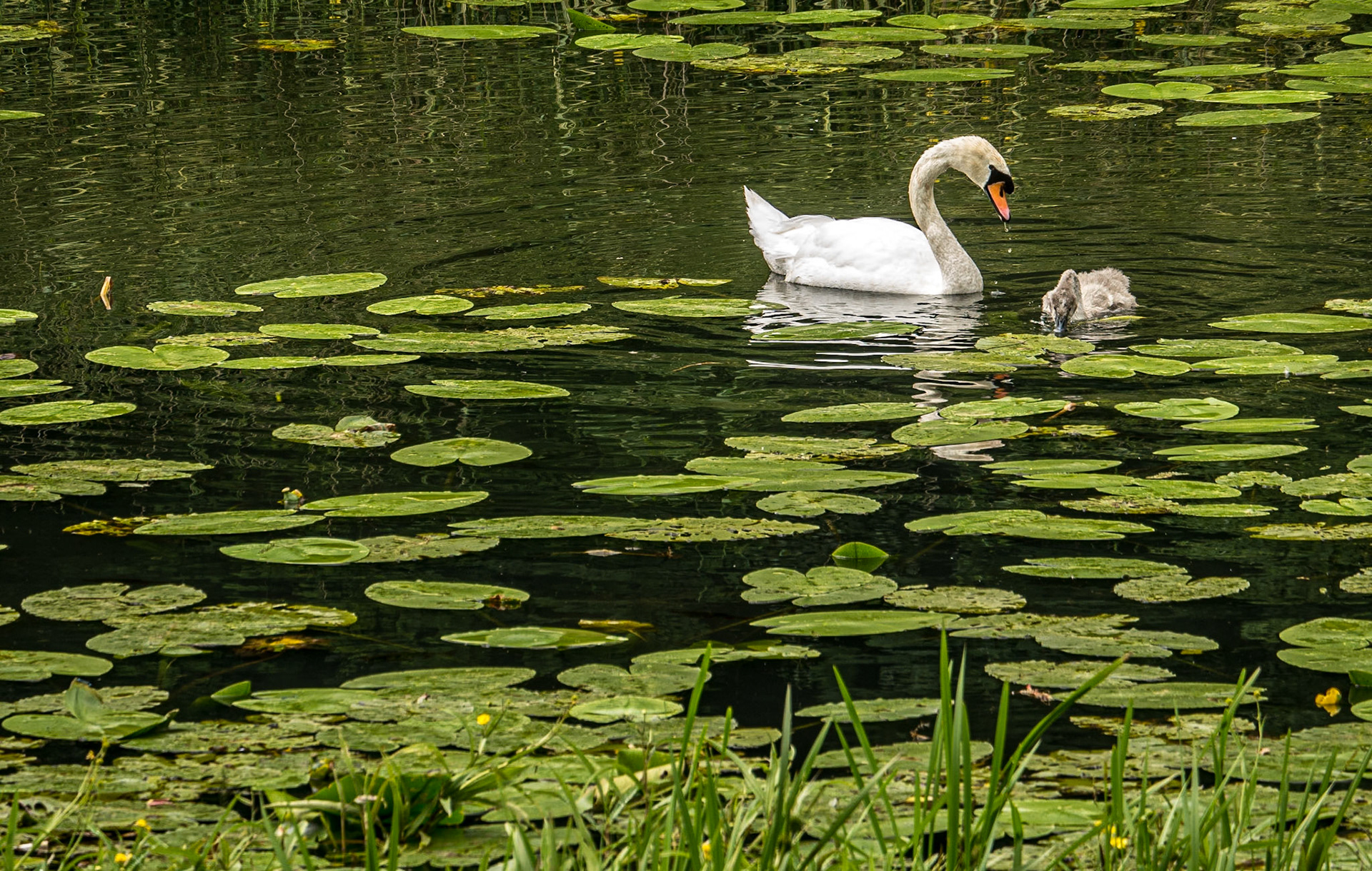 Swans, Gill's Pond, Ballinakill, Co Laois, 2 Aug 2016
