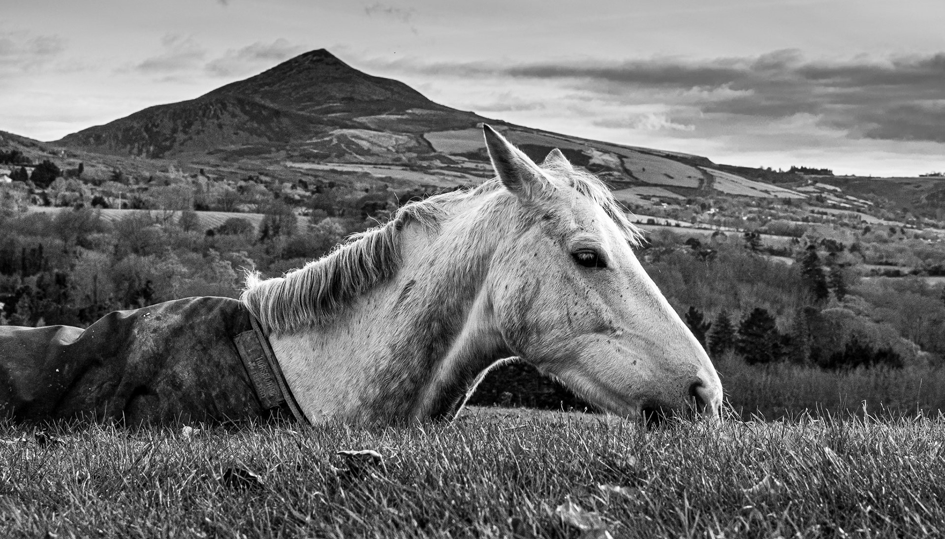 Horse, Powerscourt Estate, Co Wicklow, 25 Nov 2014