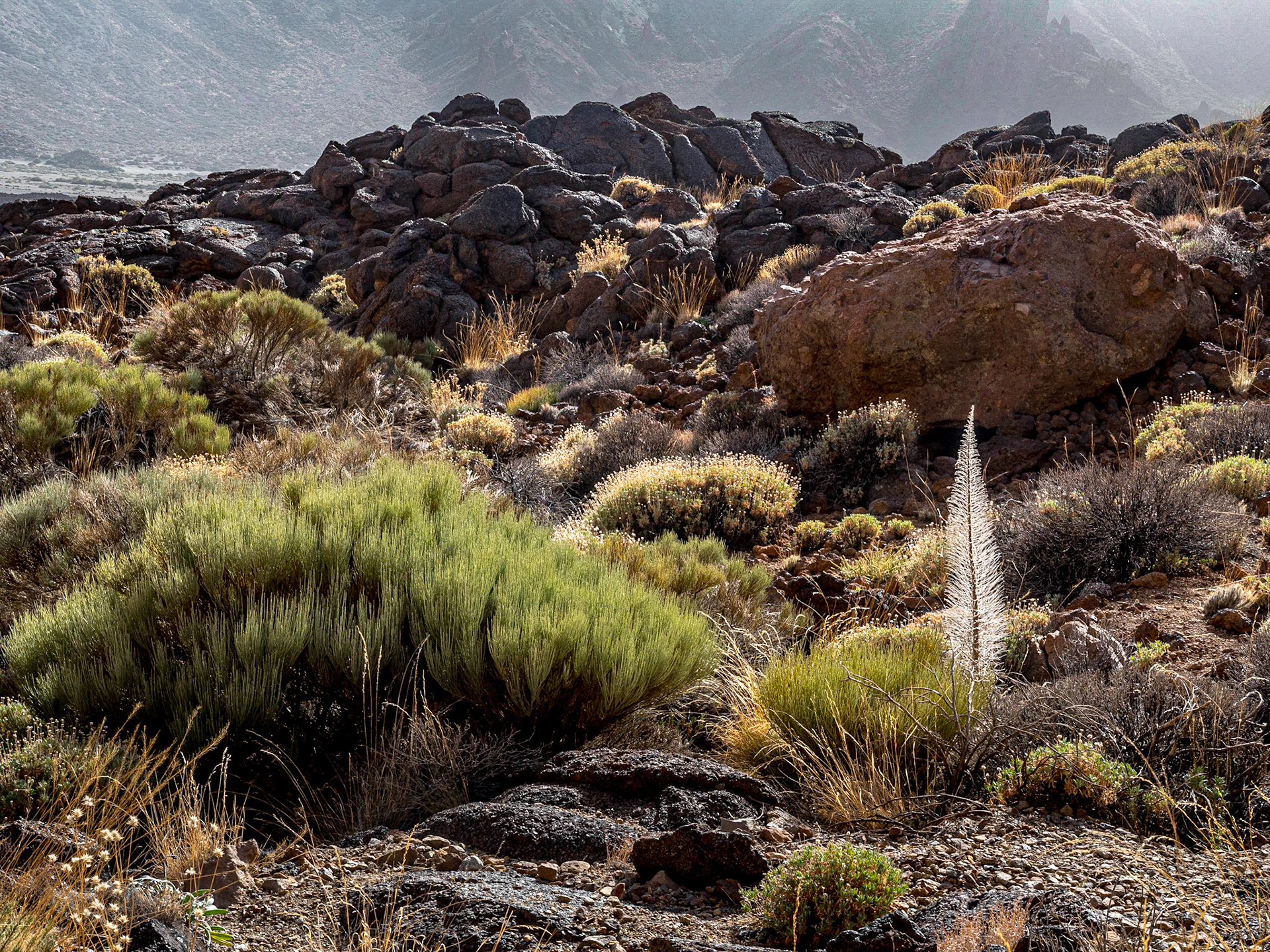 Roques de Garcia walk, Tenerife, 7 Feb 2022