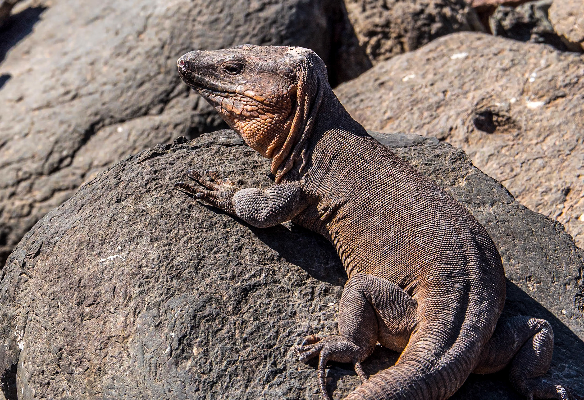Lizard, along the Paseo de Las Meloneras, Gran Canaria, 28 Jan 2020