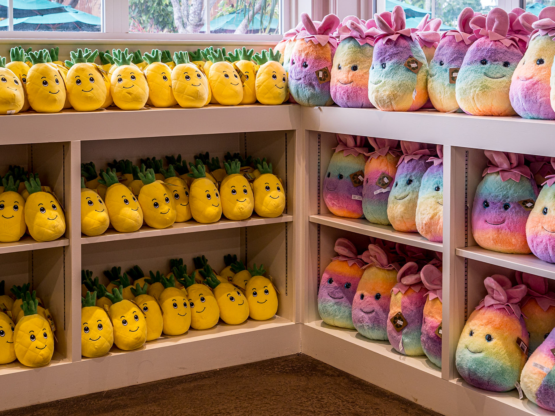 Dole Plantation, O'ahu, Hawaii, 29 Jan 2024