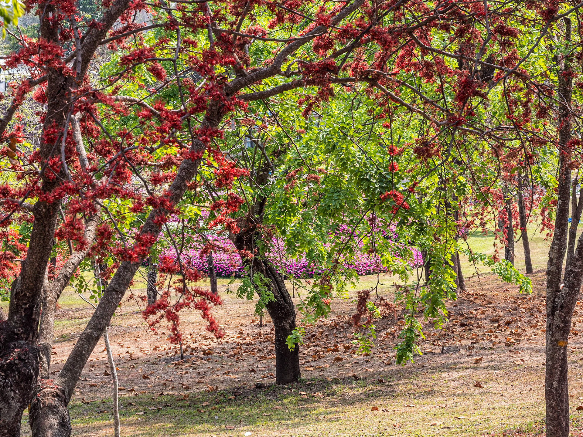 Royal Park Rajapruek, near Chiang Mai, 18 Feb 2026