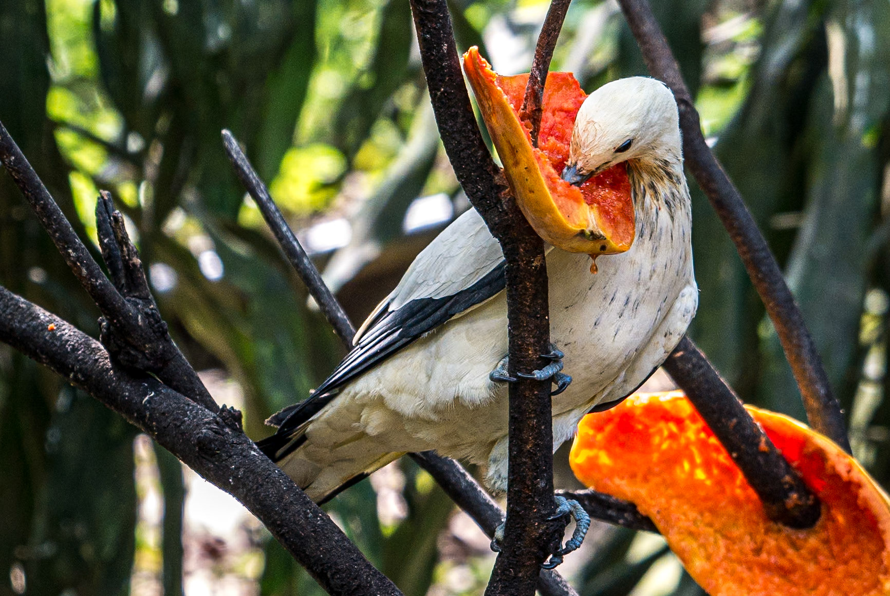 Kuala Lumpur Bird Park, 1 Jun 2017