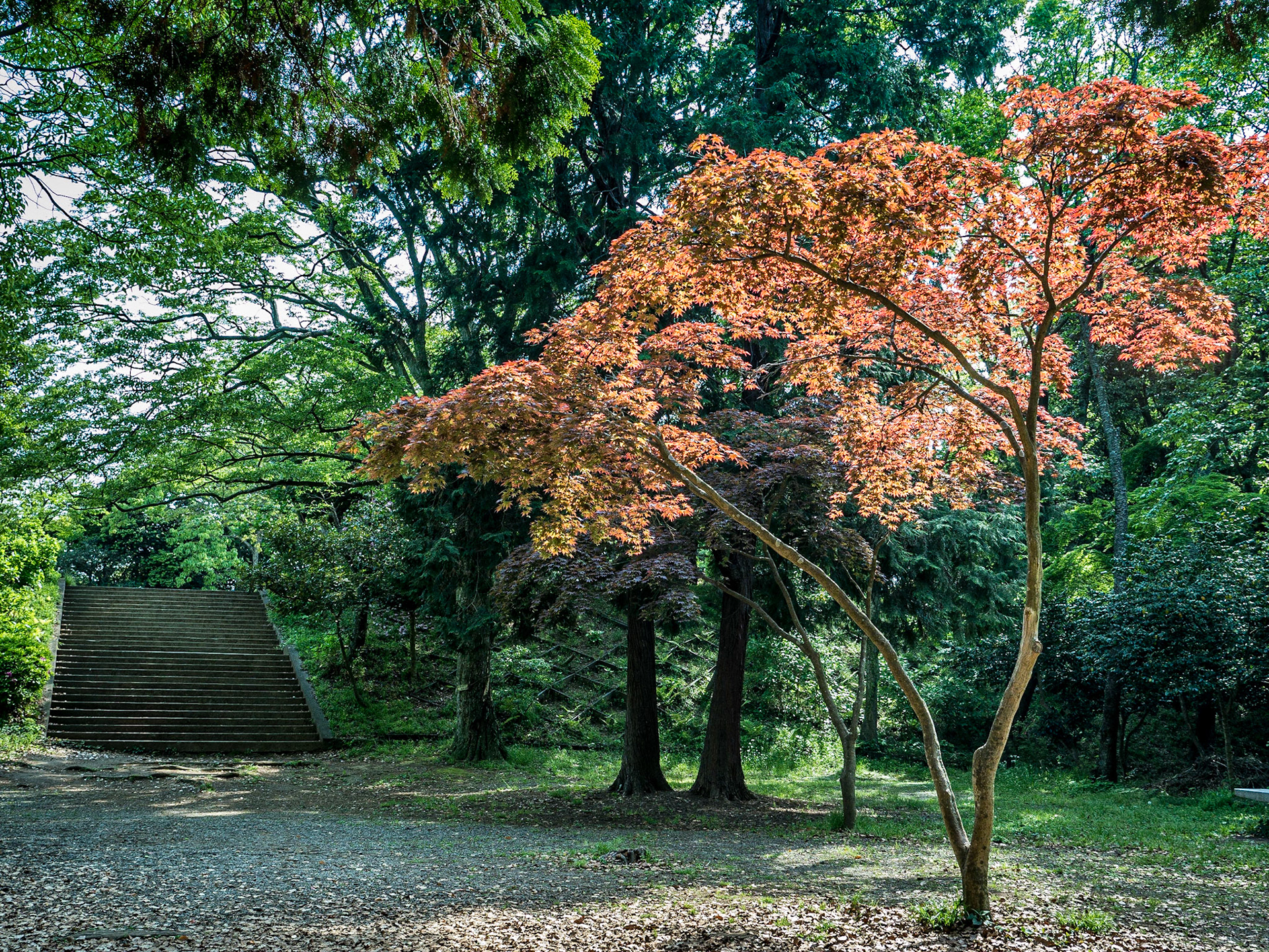 Daibutsu hiking trail, Kamakura, Japan, 1 May 2016