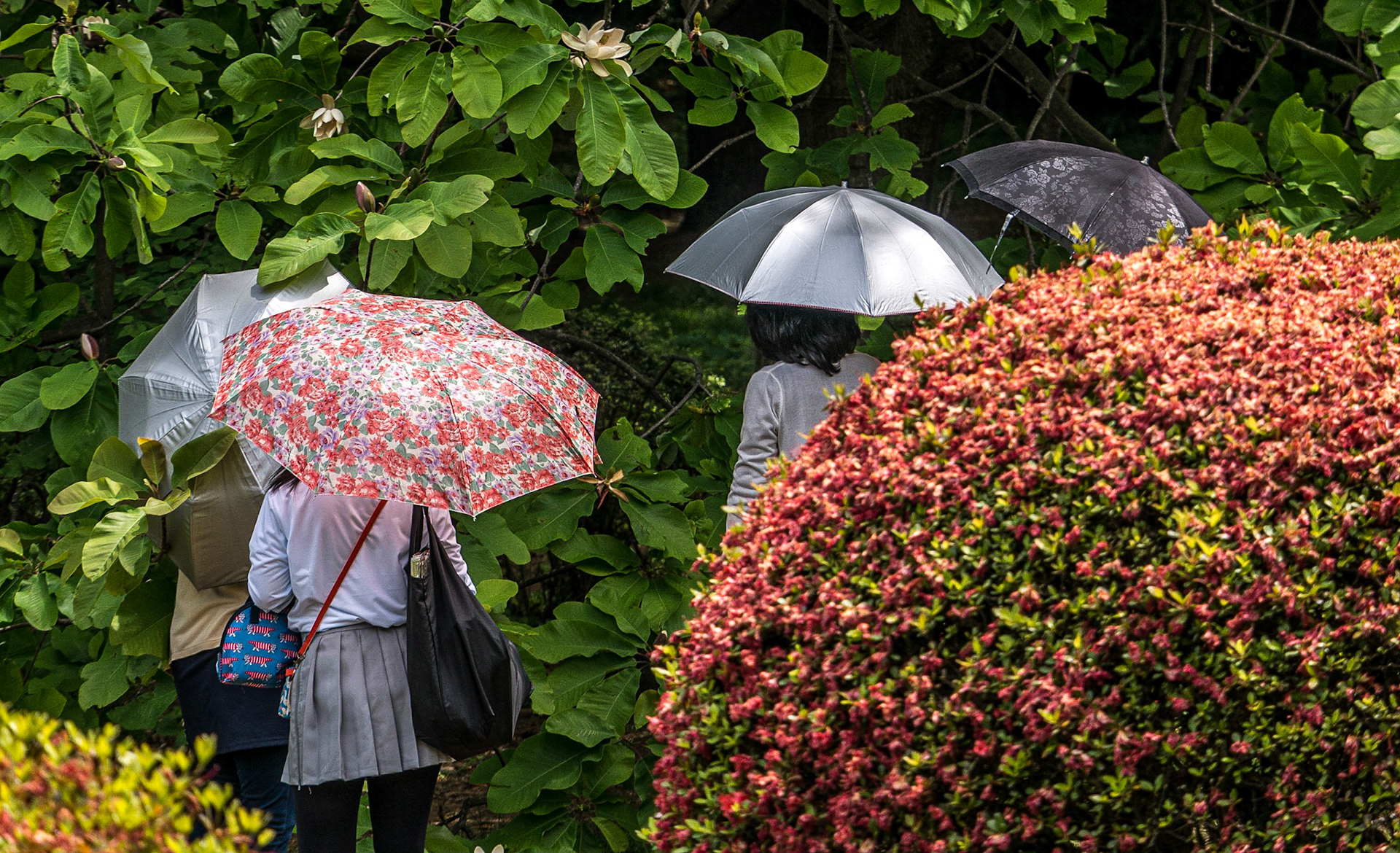 Azalea Hill, Shinjuku Gyoen National Garden, Tokyo, 3 May 2016