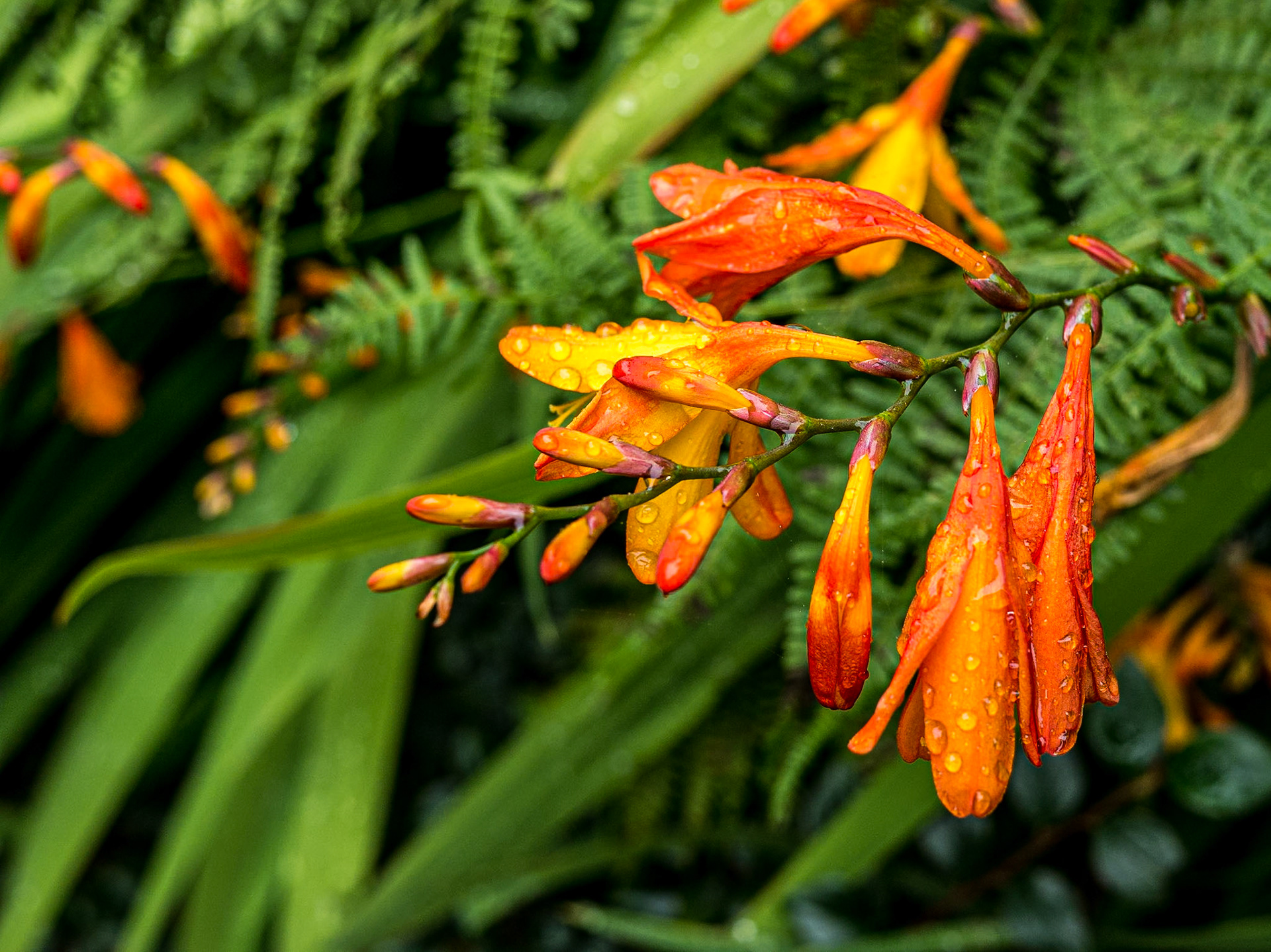 At the German Military Cemetery, Glencree, 19 Sep 2014