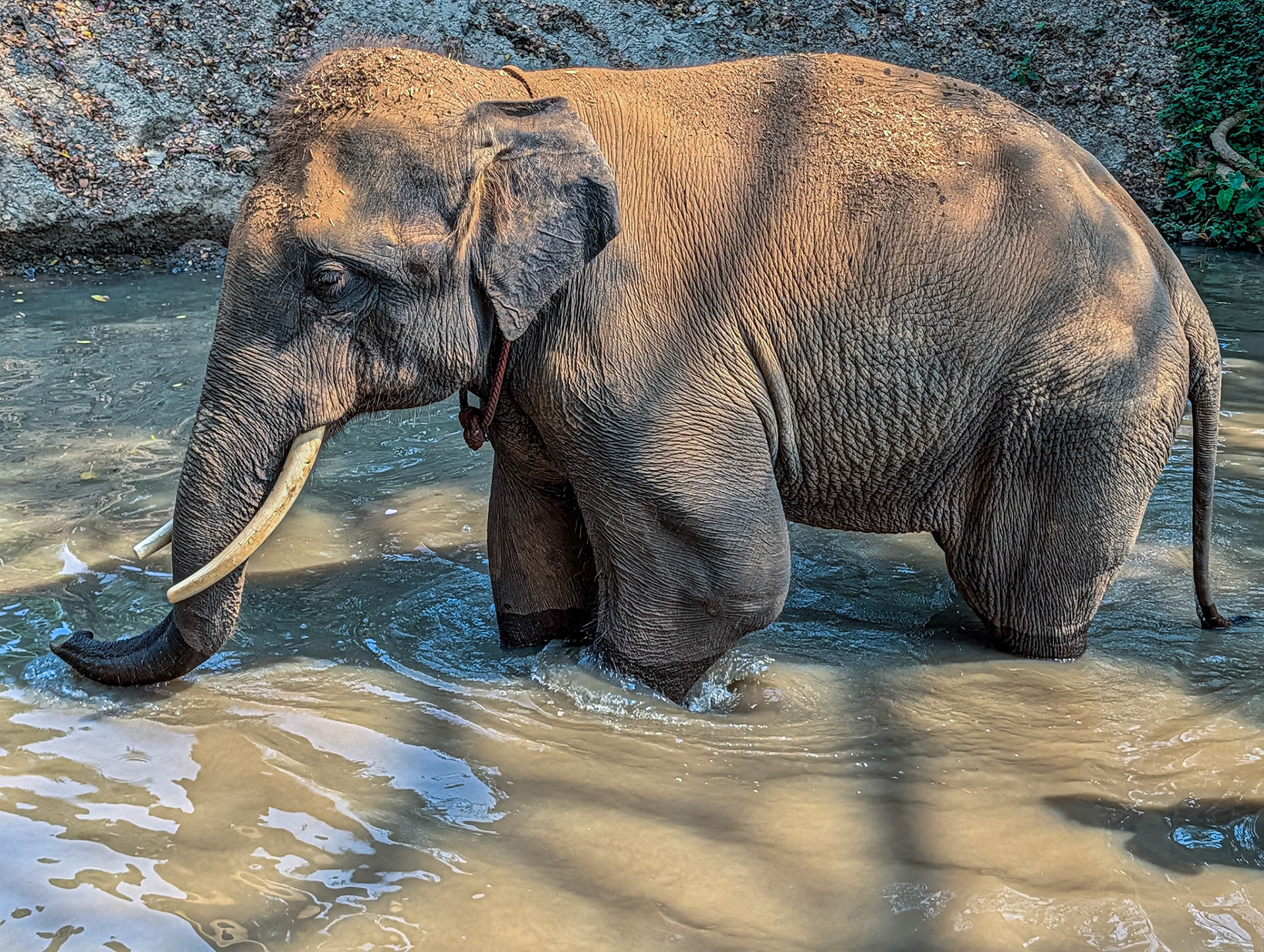 At Elephant Rescue Park, N of Chiang Mai, 19 Feb 2026