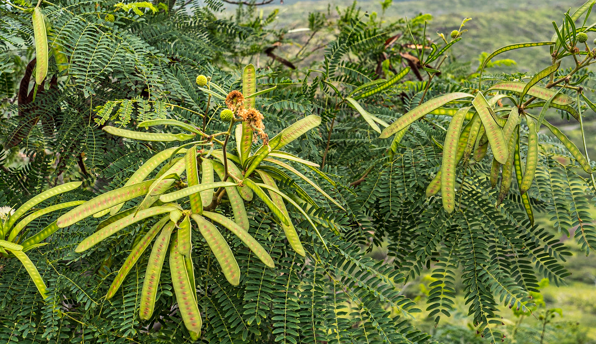 Makapuʻu Point Lighthouse Trail, O'ahu, Hawaii, 28 Jan 2024