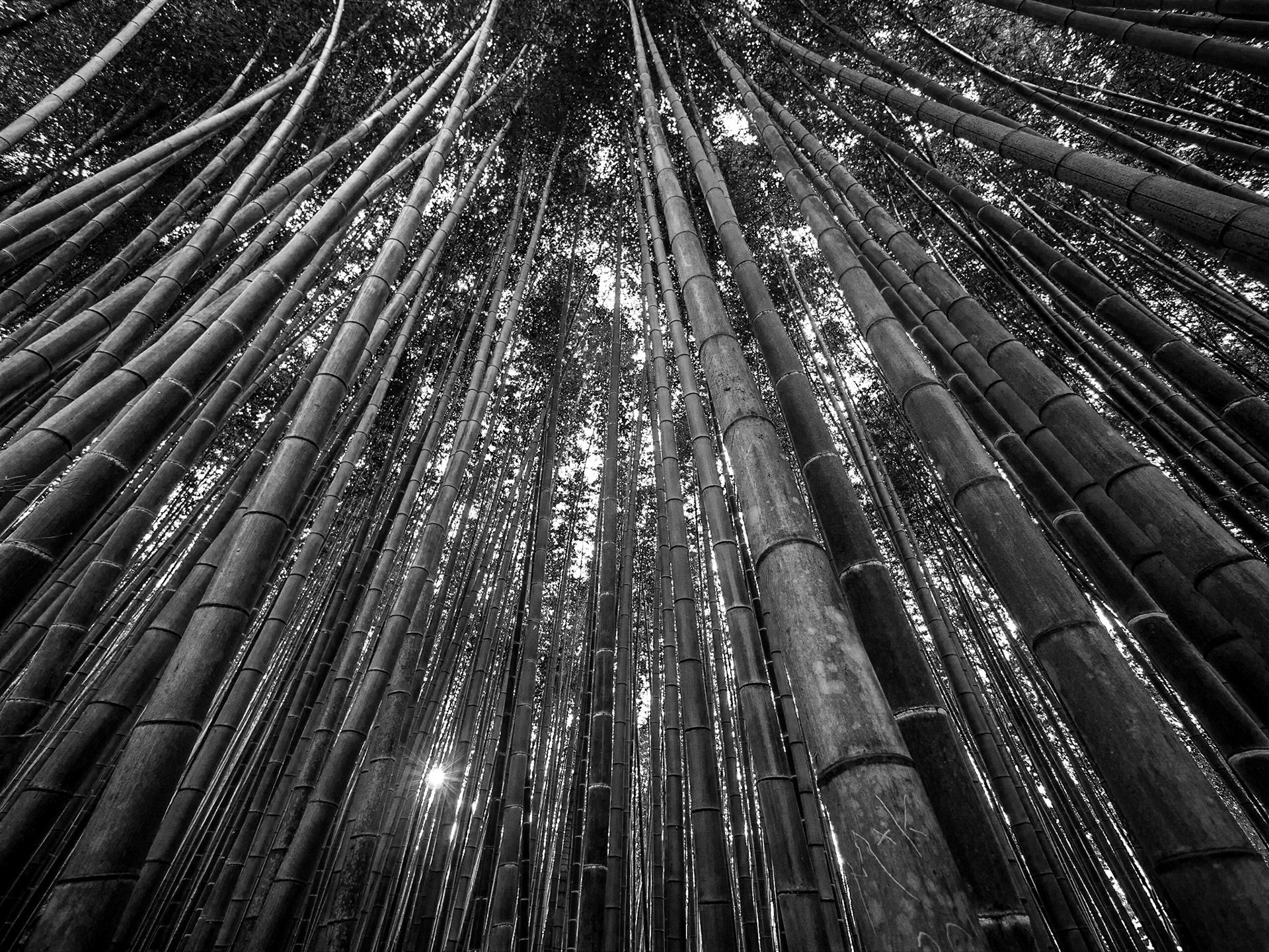 Arashiyama Bamboo Grove, Kyoto, 22 Apr 2016