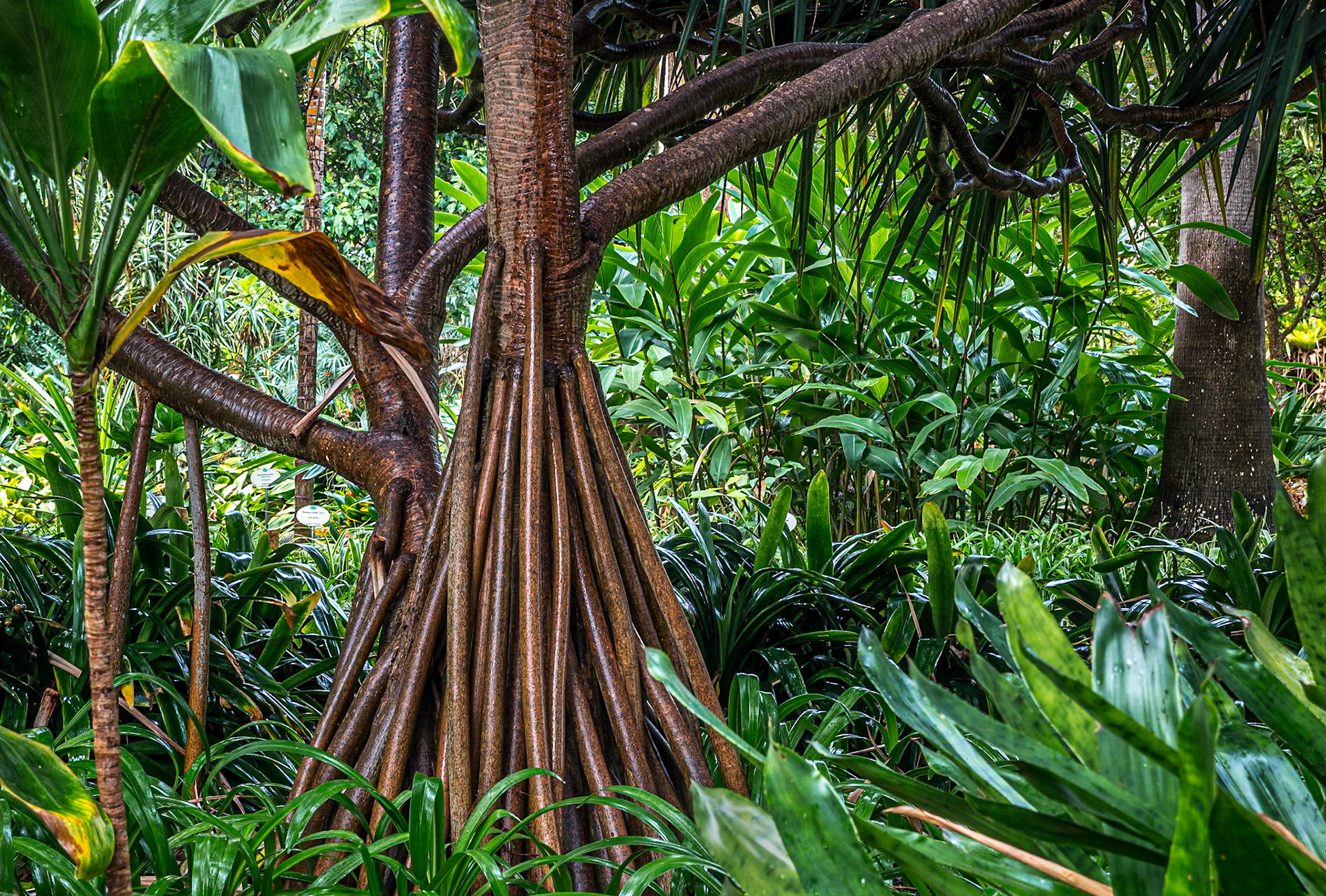 Pandanus utilis. Botanic Gardens, Puerto de la Cruz, Tenerife, 16 Feb 2019