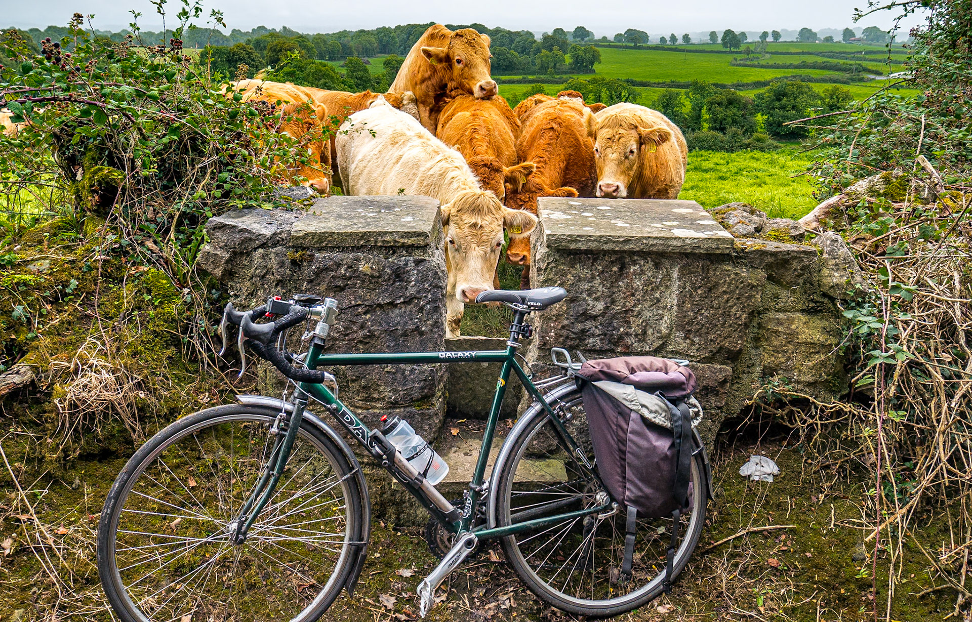 By the Clonfinlough Stone, Co Offaly, 7 Sep 2017