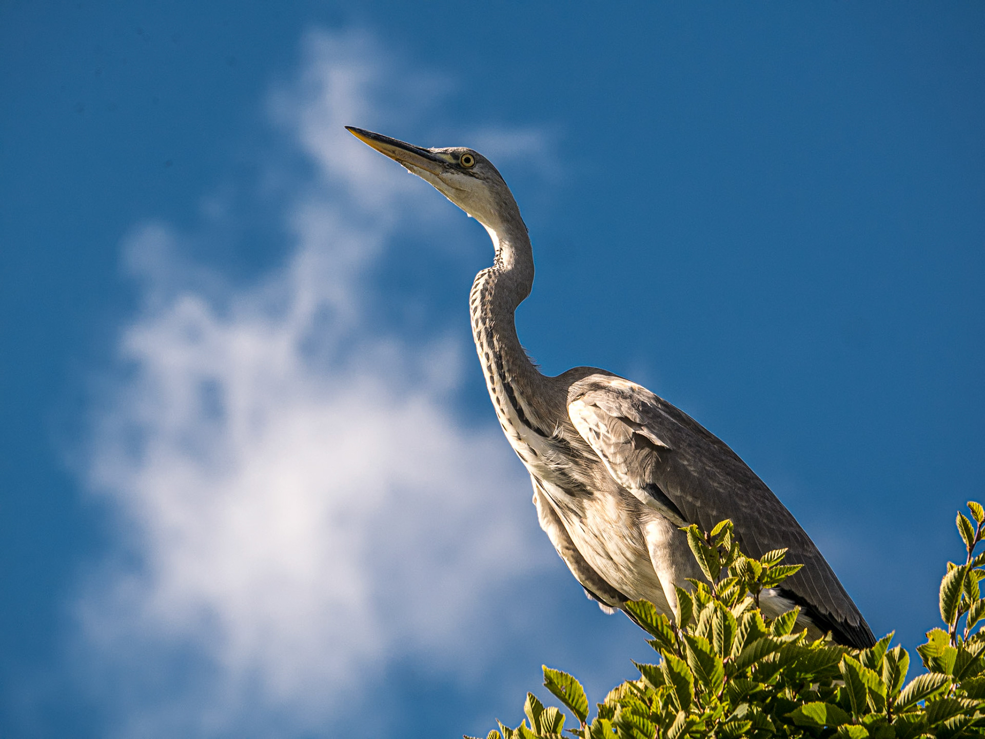 Herons, Tymon Park, Dublin, 2 Oct 2016