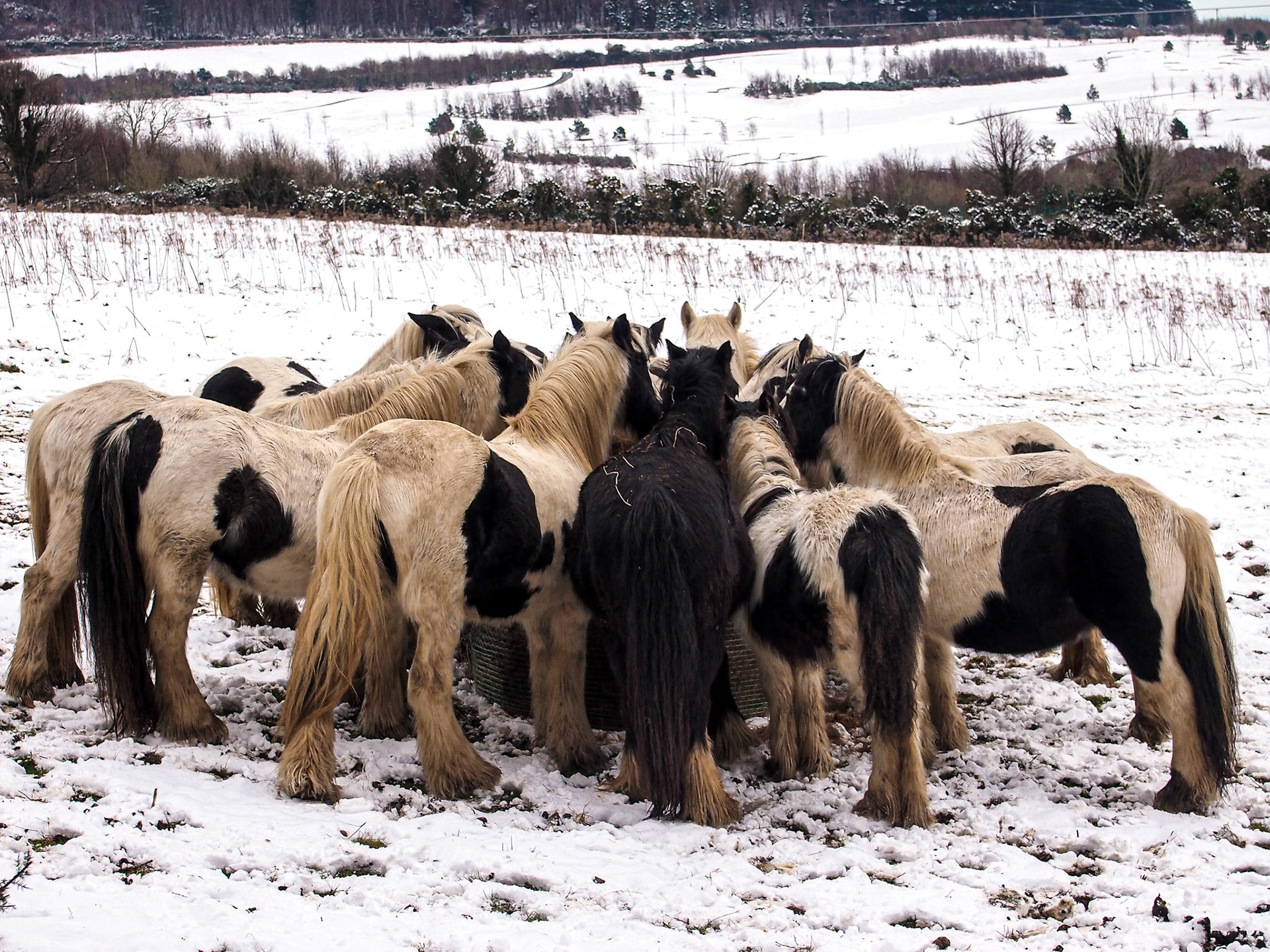 Horses feeding, Barnaslingan wood, 24 Feb 2013
