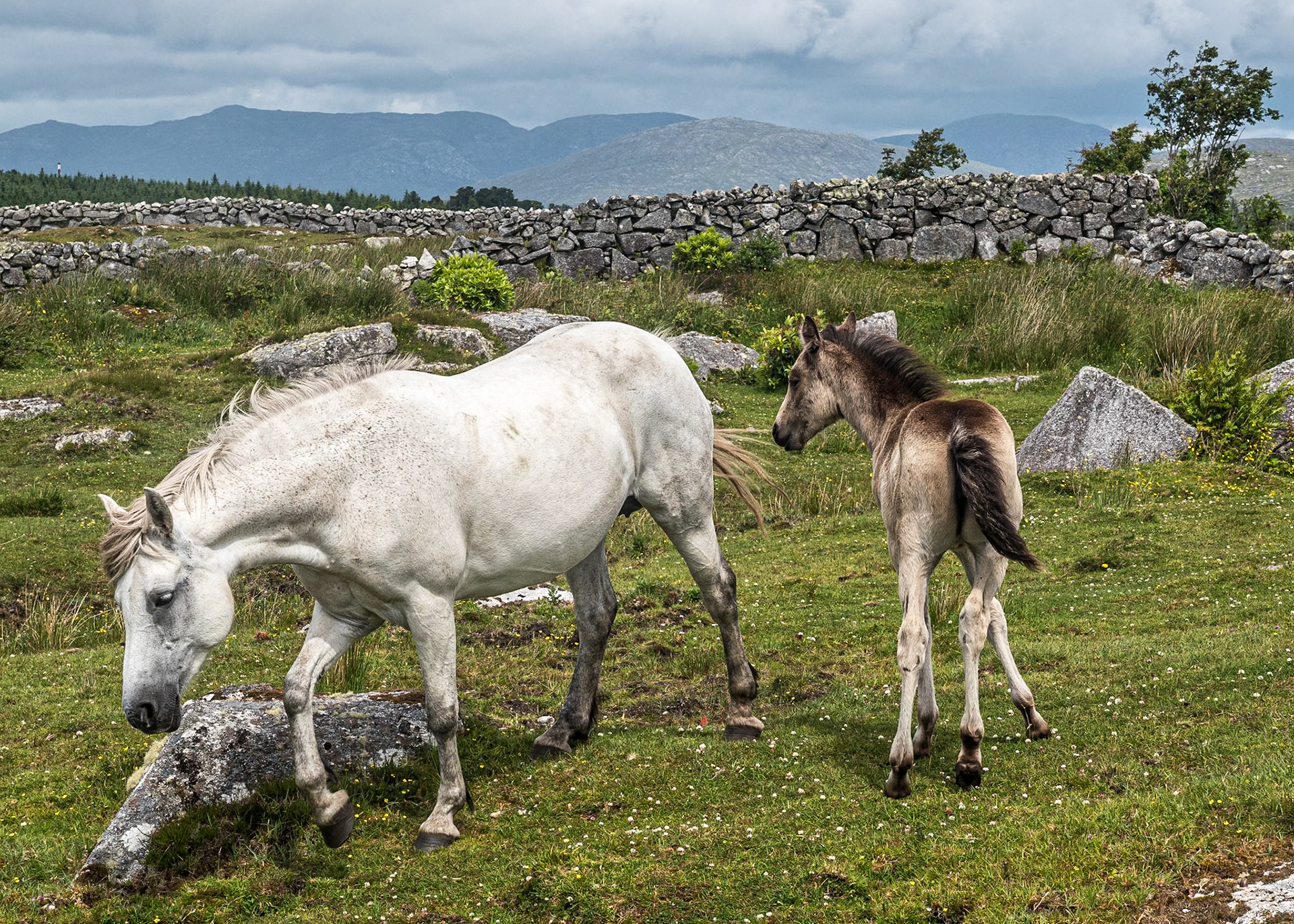 Rosmuc Peninsula, Co Galway, 14 Jun 2022
