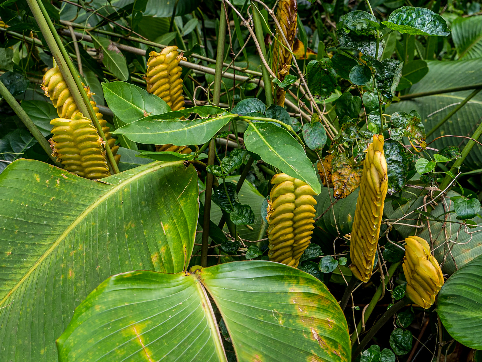 Calathea crotalifera (rattlesnake plant), Likeke Falls Trail, Oahu, Hawaii, 31 Jan 2024