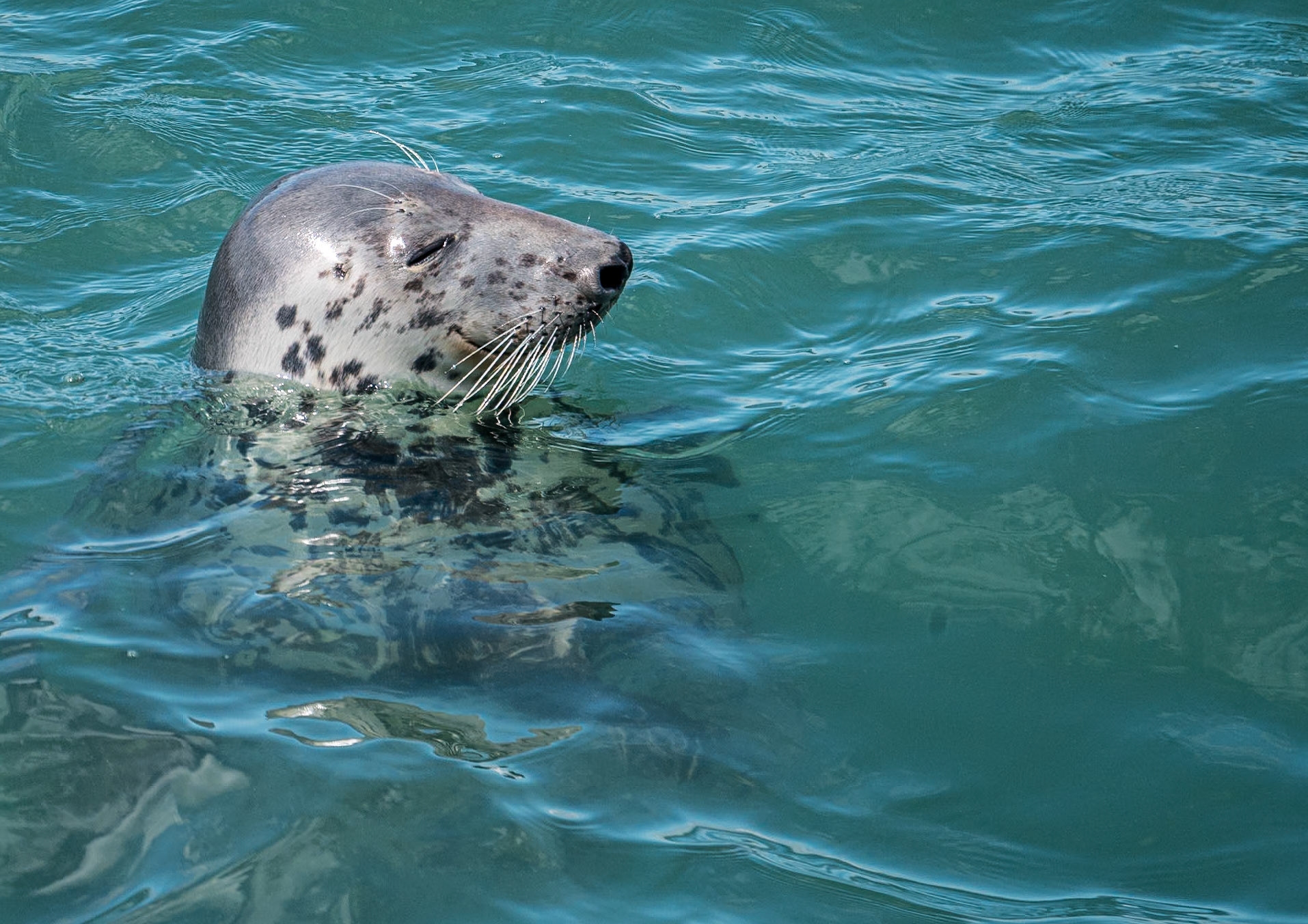 Seal, Port Oriel, Co Louth, 3 Aug 2017