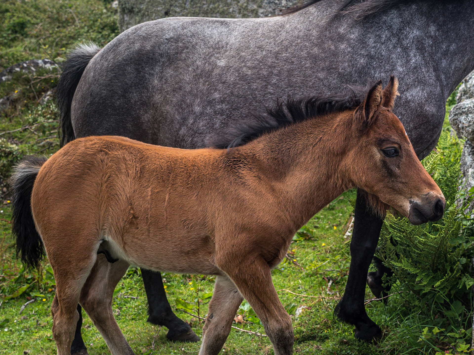 Rosmuc Peninsula, Co Galway, 14 Jun 2022