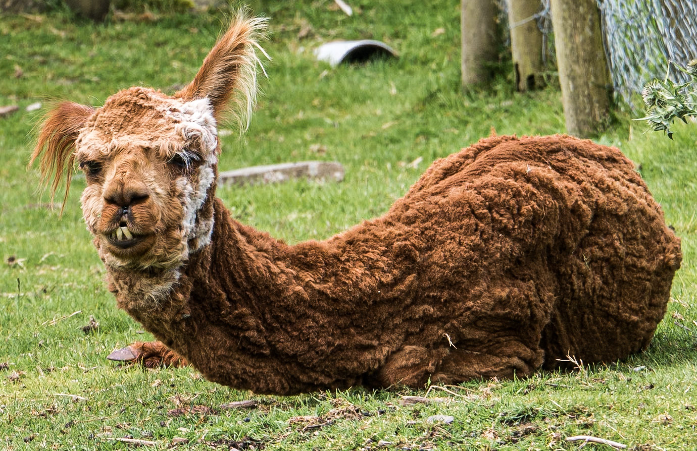 Alpaca, Coolwood Wildlife Park, Killarney, Co Kerry, 20 Jul 2015