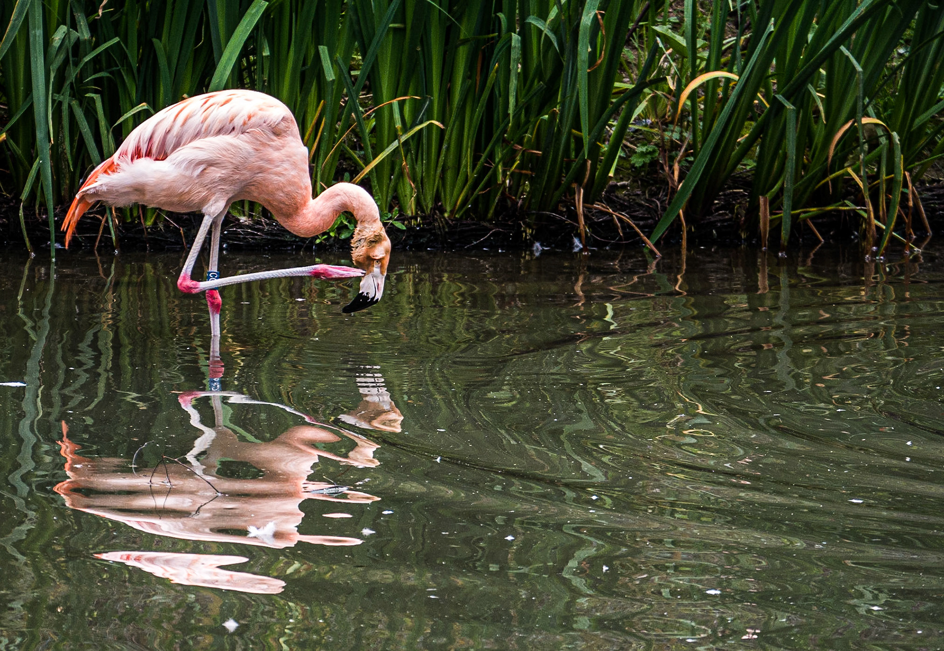 Flamingo, Dublin Zoo, 11 Aug 2015
