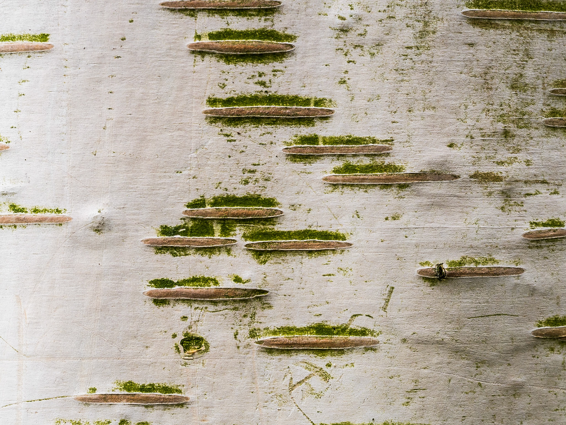 Birch, gardens around Farmleigh, 12 Apr 2015