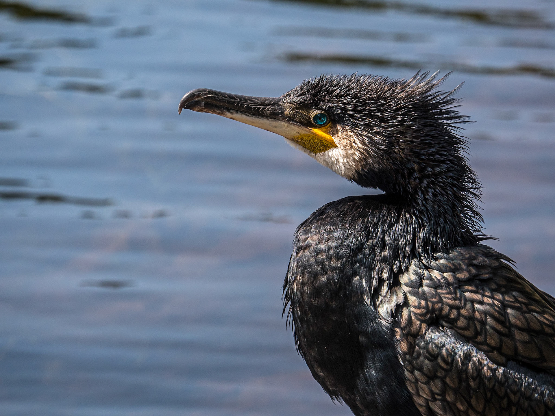 Cormorant, the Dodder River near Rathfarnham, Co Dublin, 4 Jun 2024