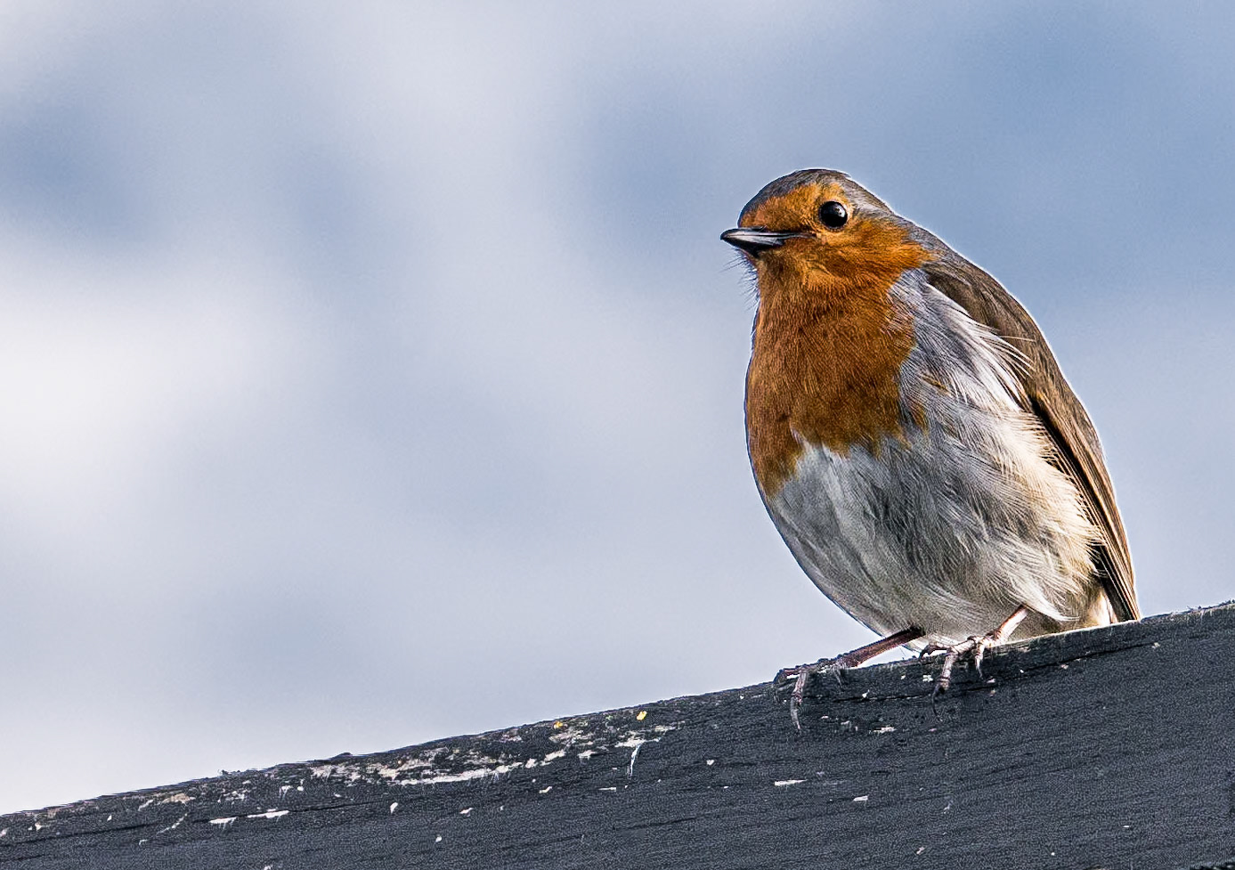 Robin, walled garden, Farmleigh, Dublin, 12 Apr 2015