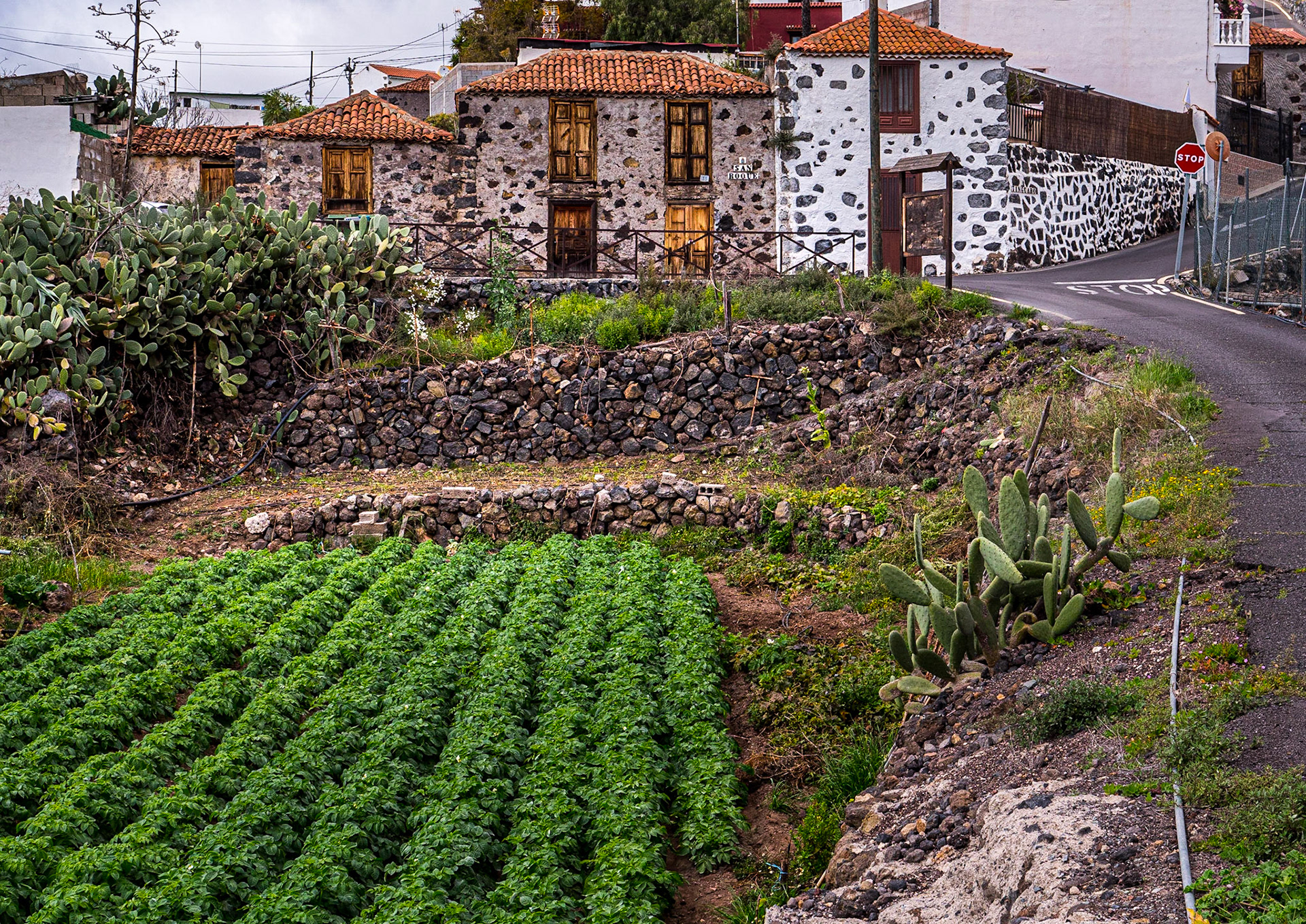 Chiguergue, Tenerife, 28 Feb 2023