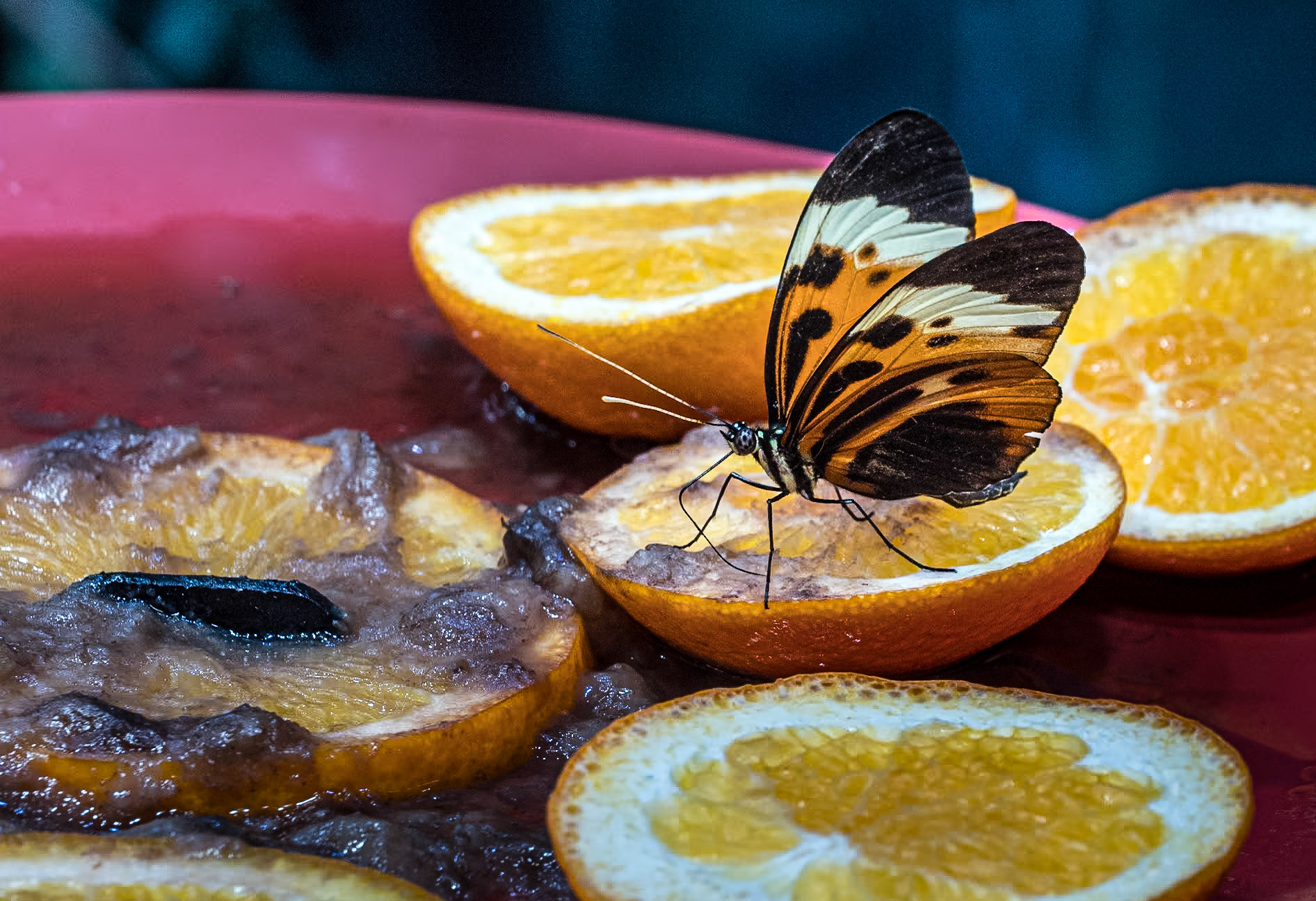 California Academy of Sciences, San Francisco, 15 Jan 2024