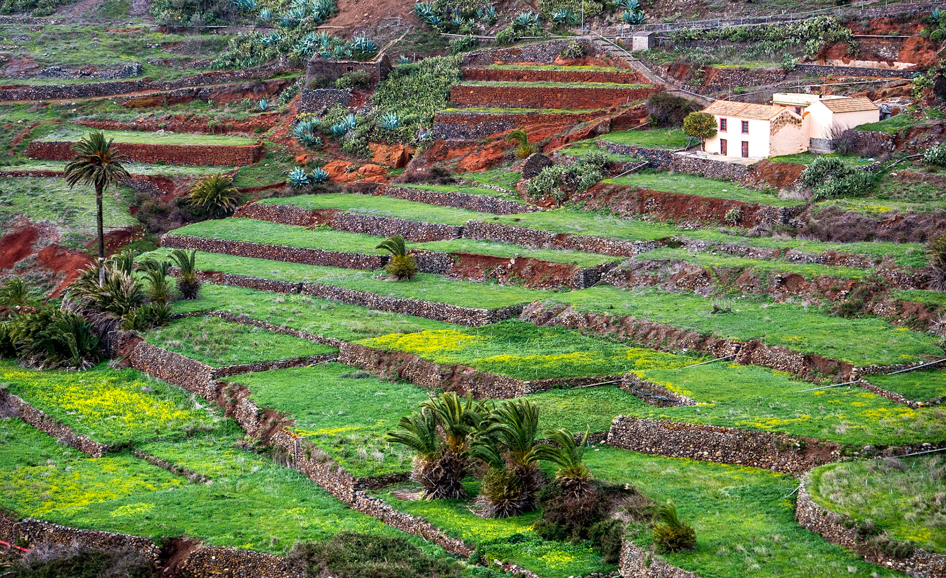 Near Arure, La Gomera, 1 Feb 2018