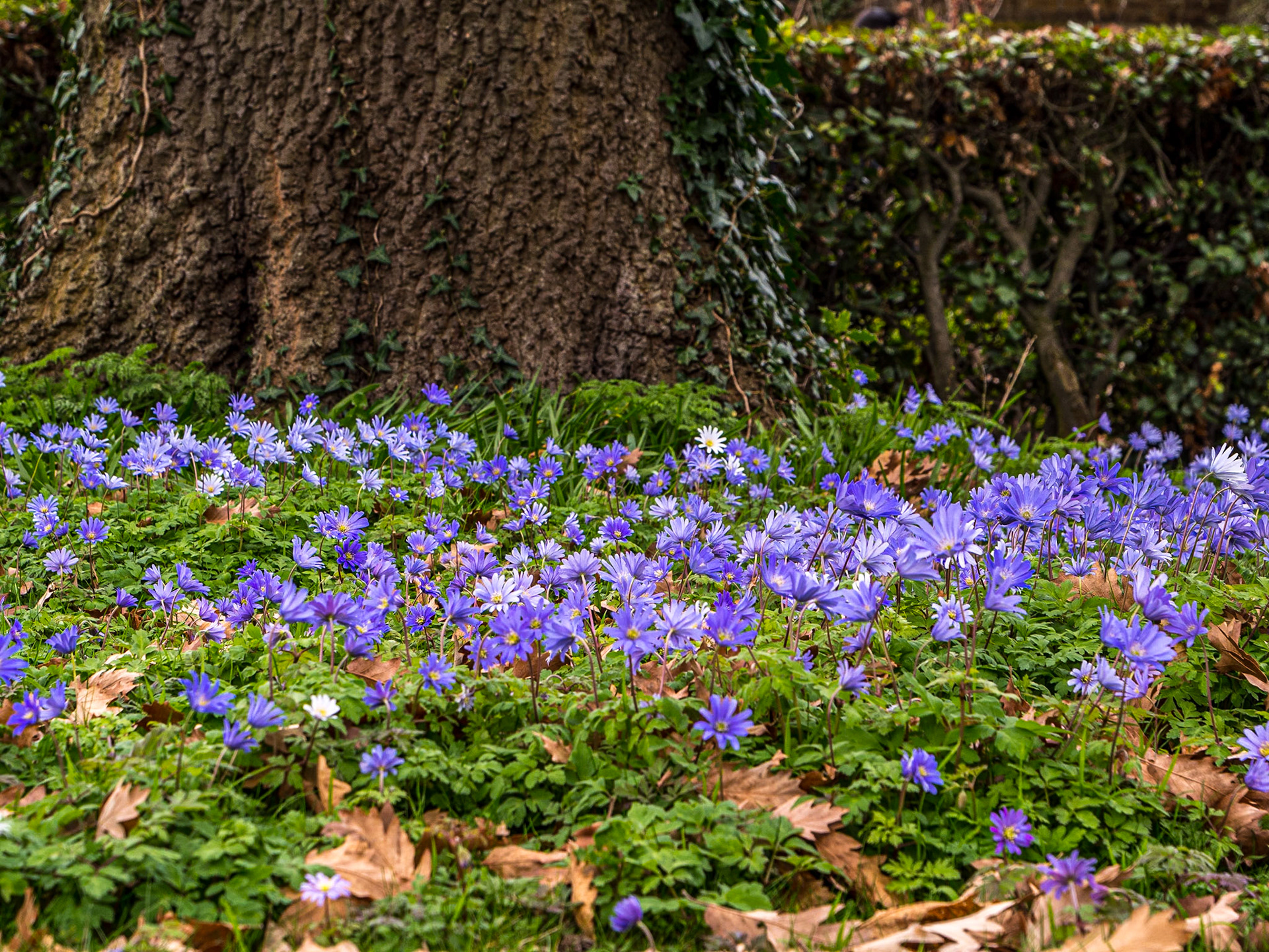 Botanic Gardens, Dublin, 21 Mar 2023