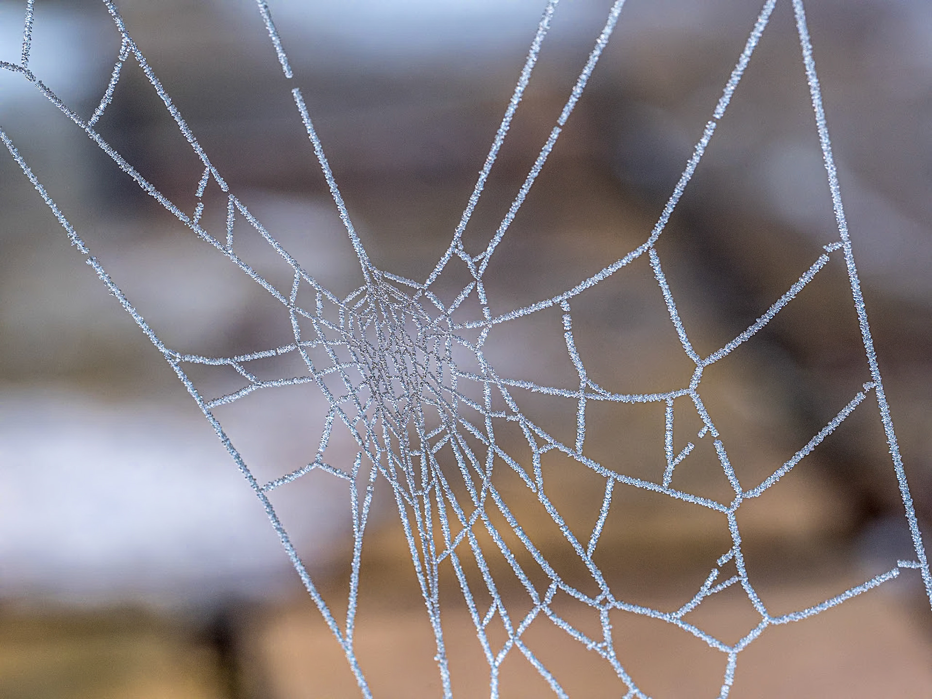 Cobweb with dew, Back garden, 12 Dec 2022
