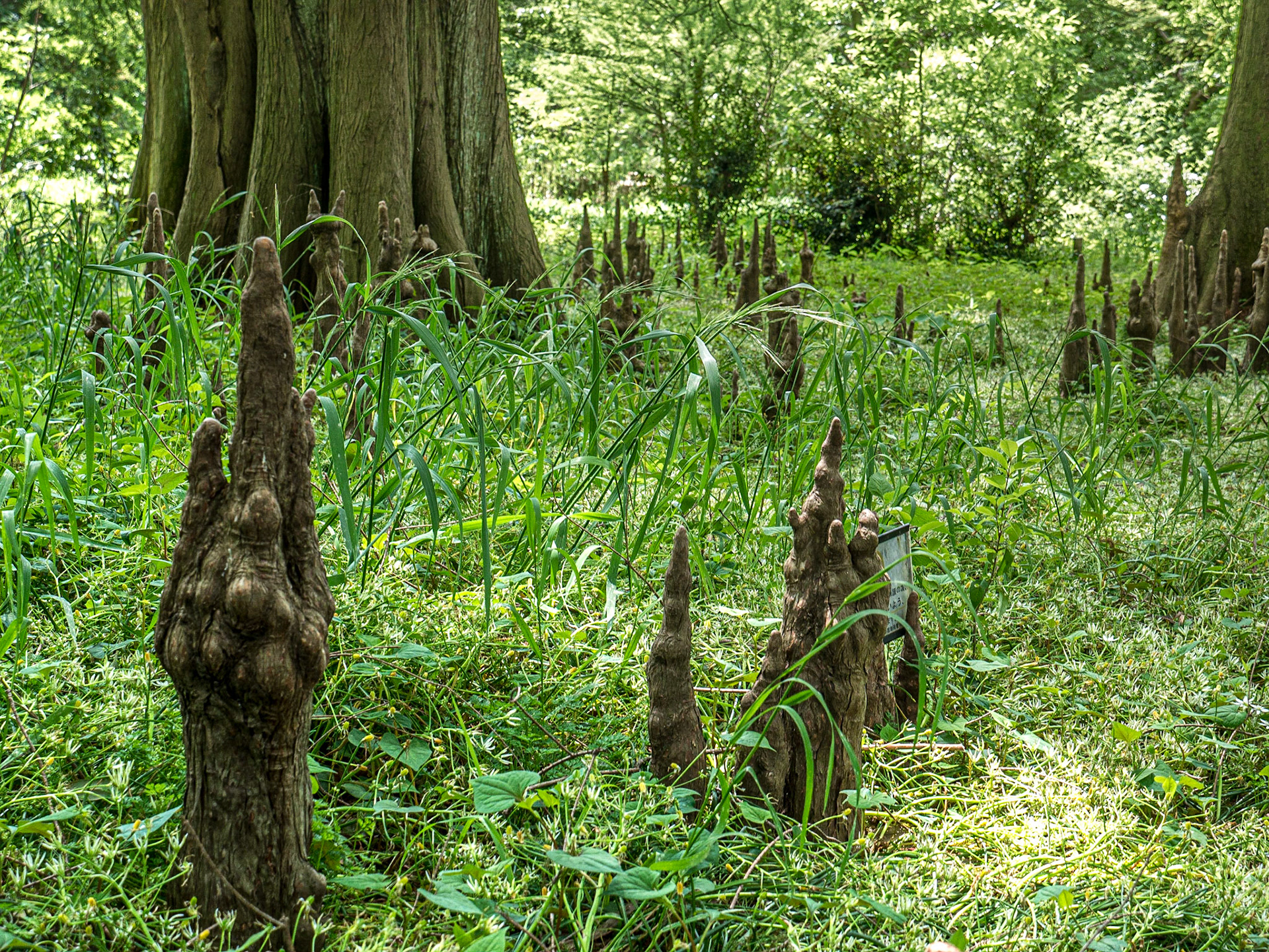 Bald cypress, Shinjuku Gyoen National Garden, Tokyo, 3 May 2016
