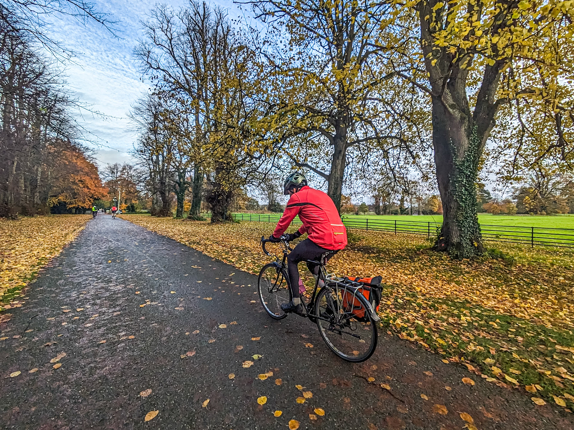 Henry, The Avenue, Castletown House, Co Kildare, 18 Nov 2023