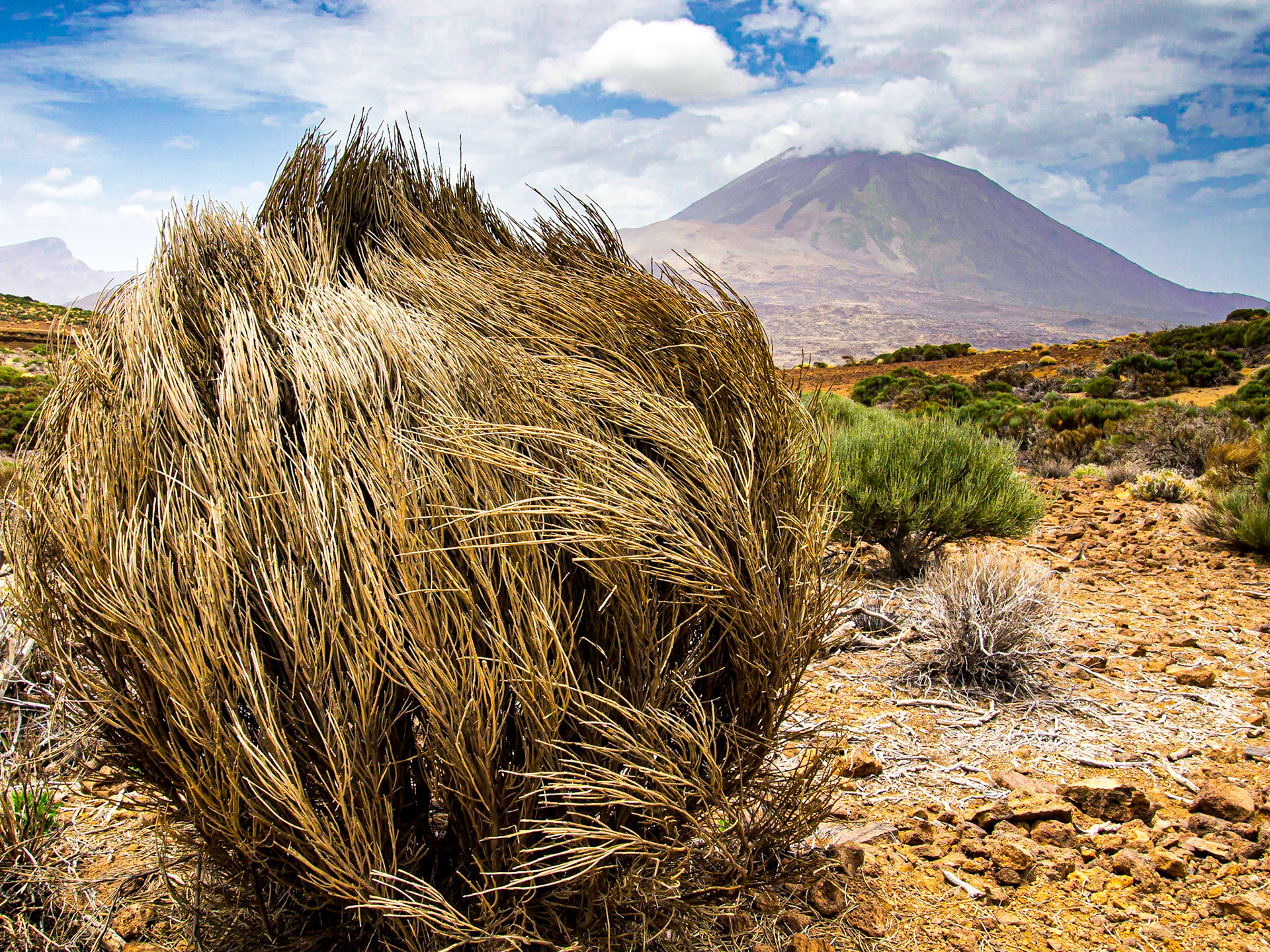Walk from El Portillo (Arenas Negras route) - view of Mount Teide, 20 Aug 2013